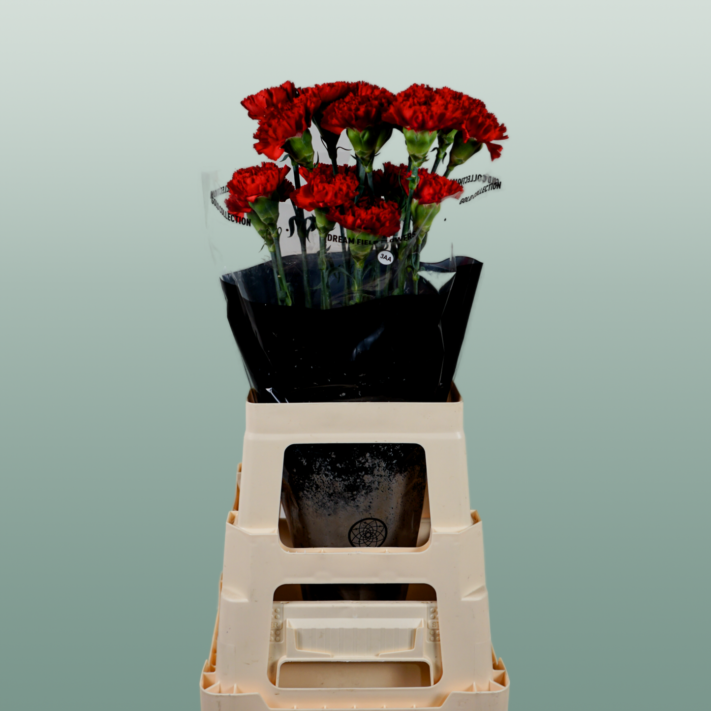 Carnation - Dianthus - Don Pedro