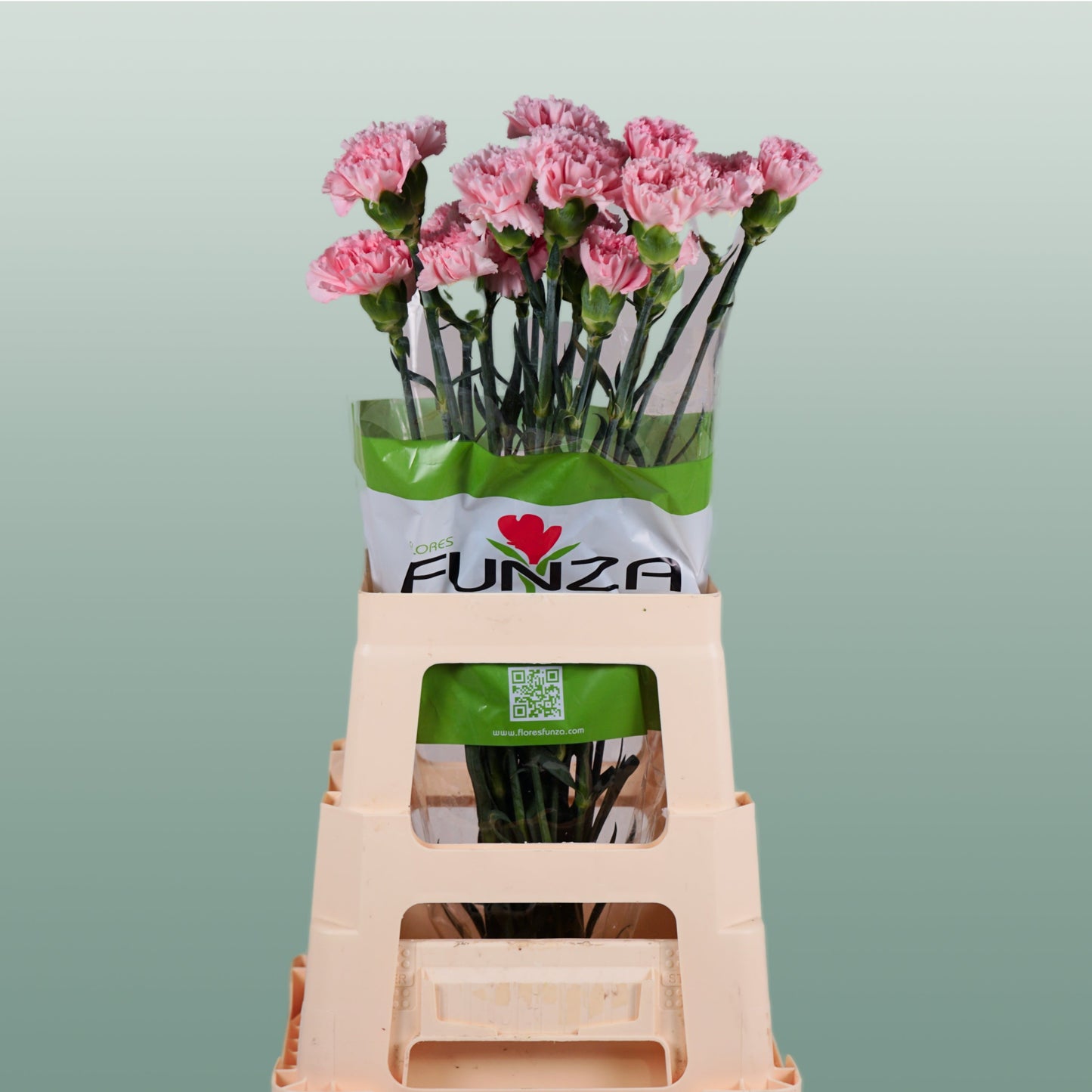 Carnation - Dianthus - Doncel