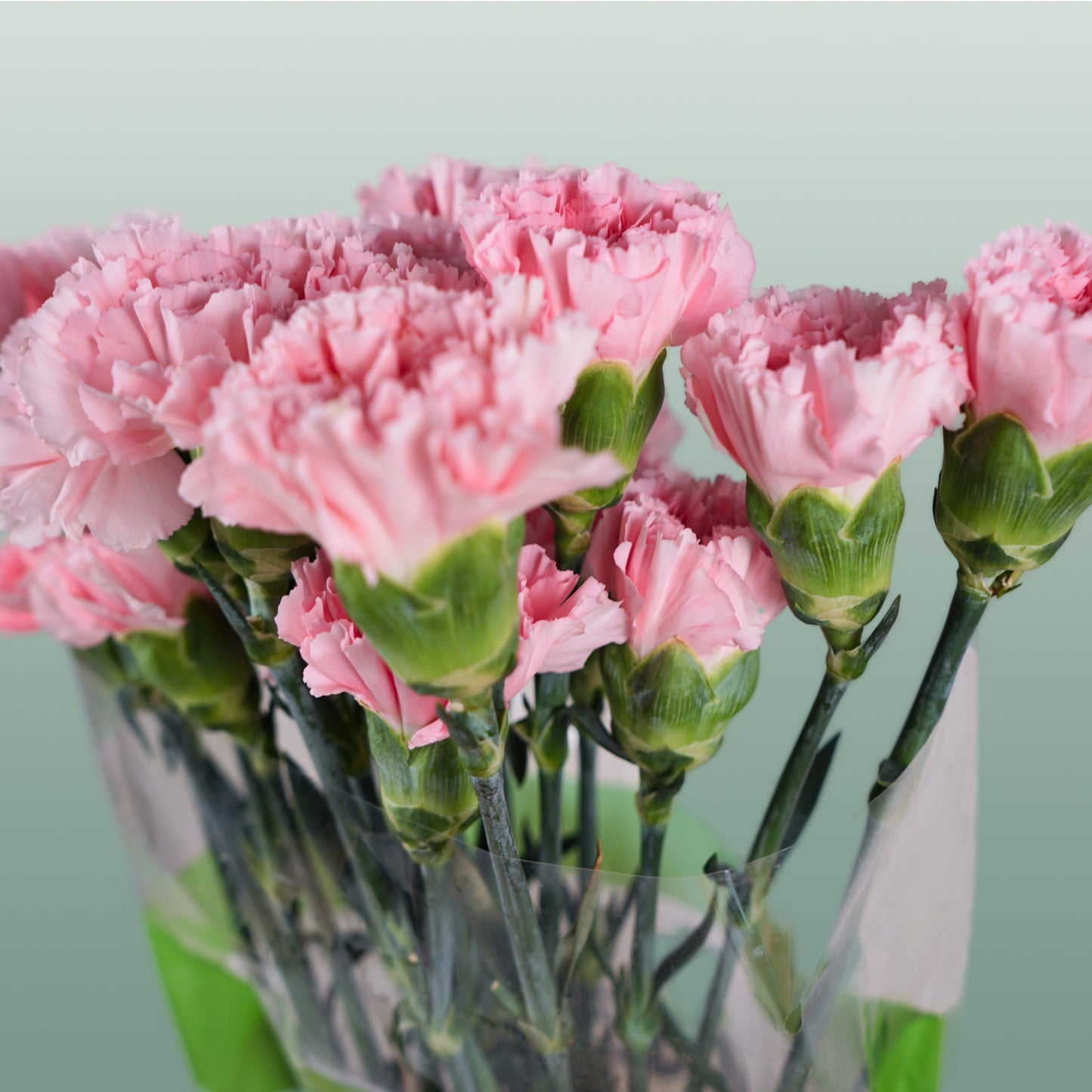 Carnation - Dianthus - Doncel