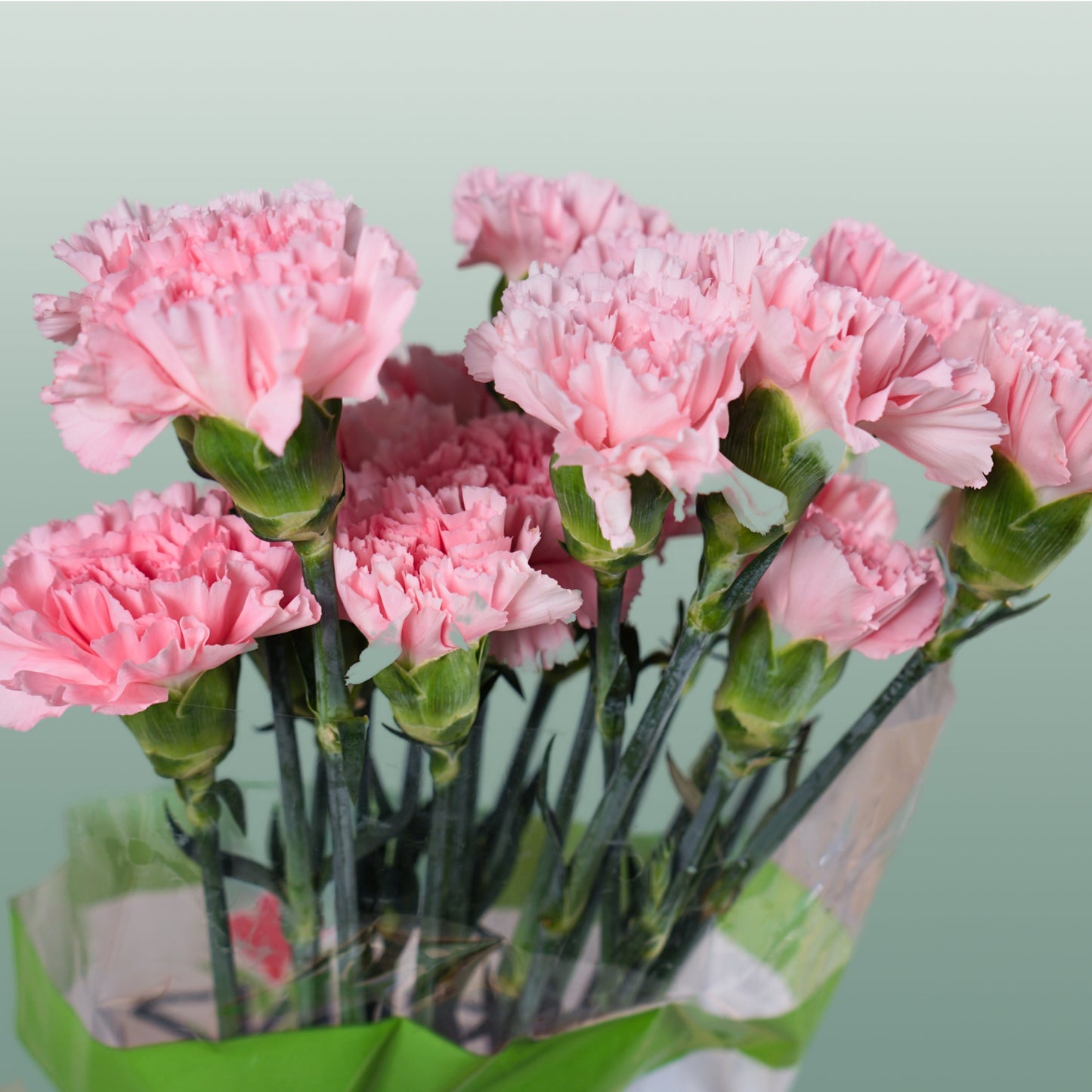 Carnation - Dianthus - Doncel