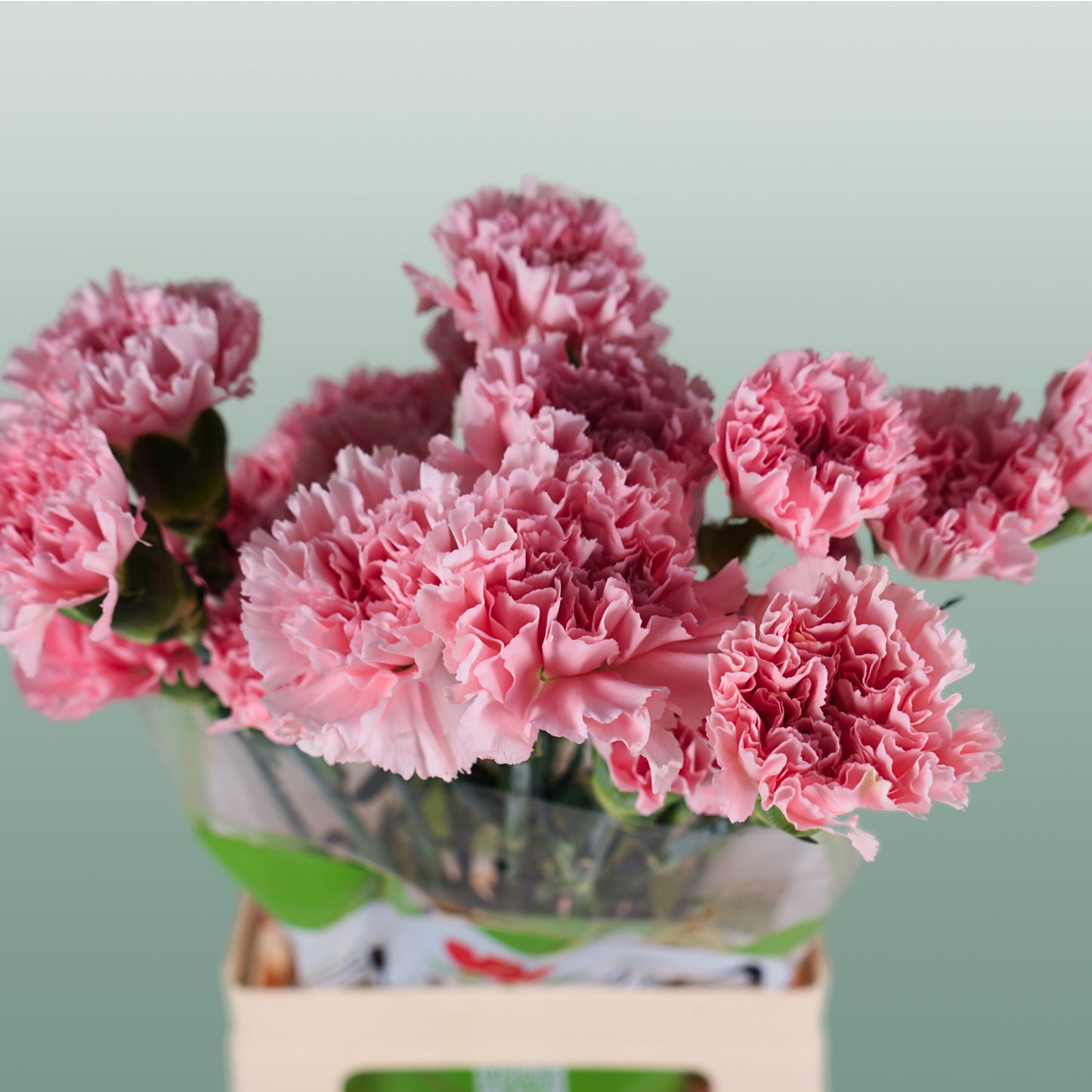 Carnation - Dianthus - Doncel
