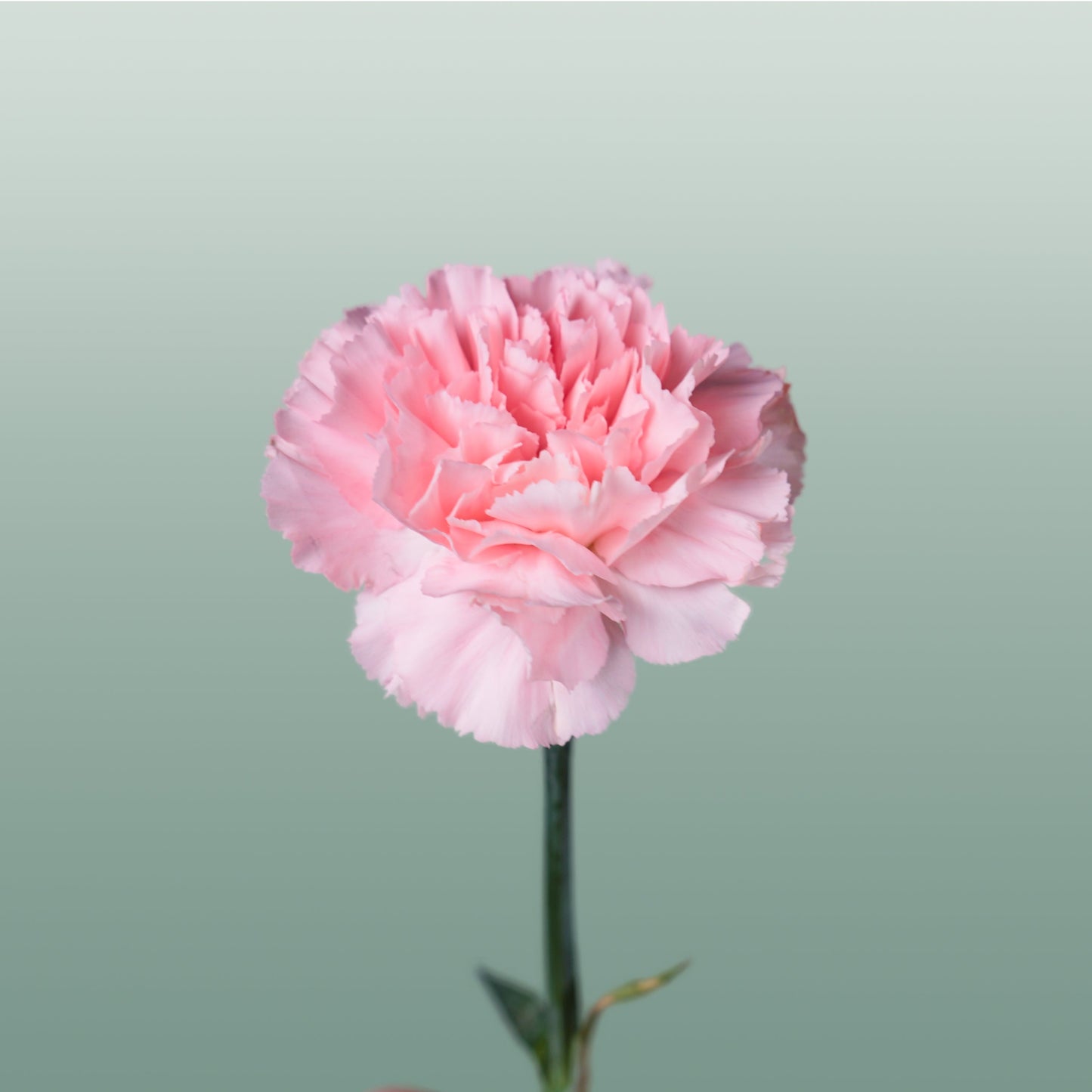 Carnation - Dianthus - Doncel