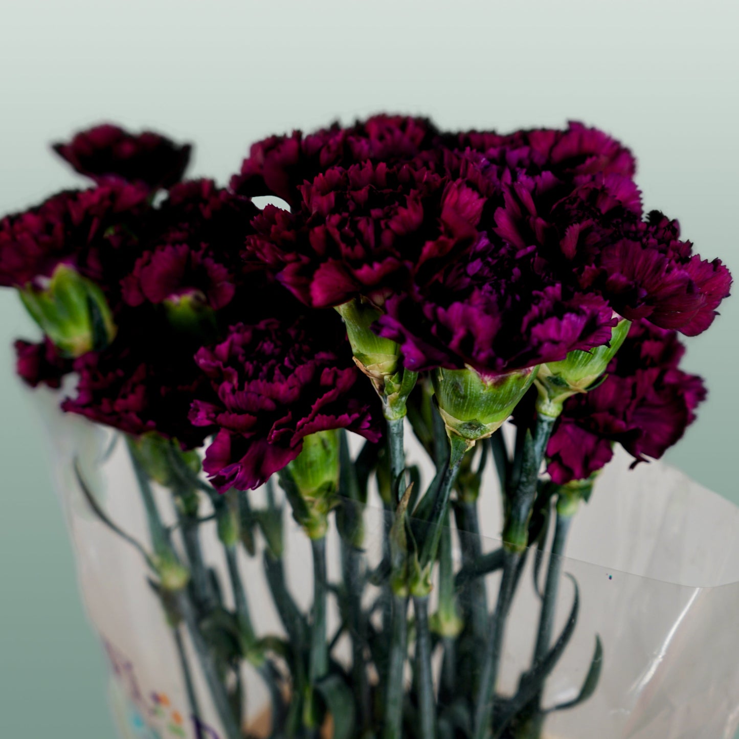 Carnation Standard Florigine Moontea