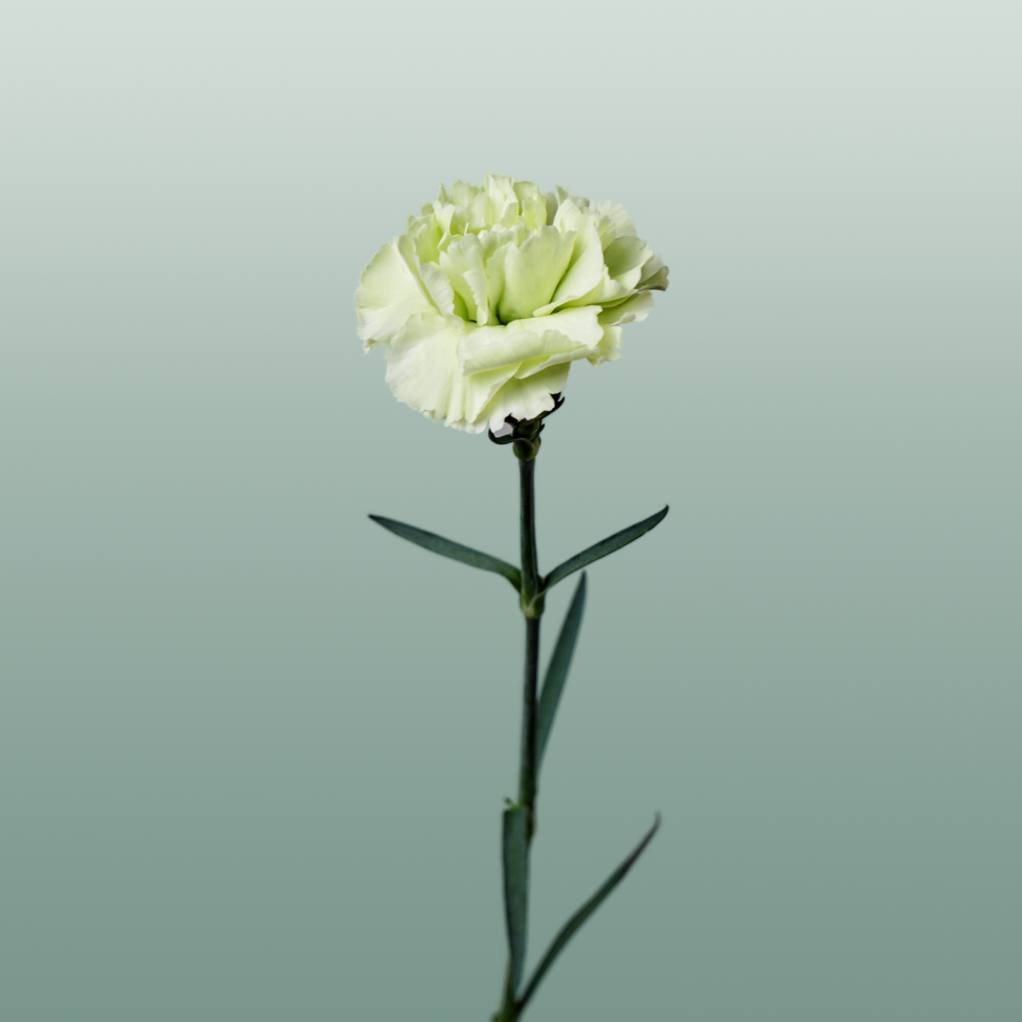 Standard Carnation - Dianthus - Goblin