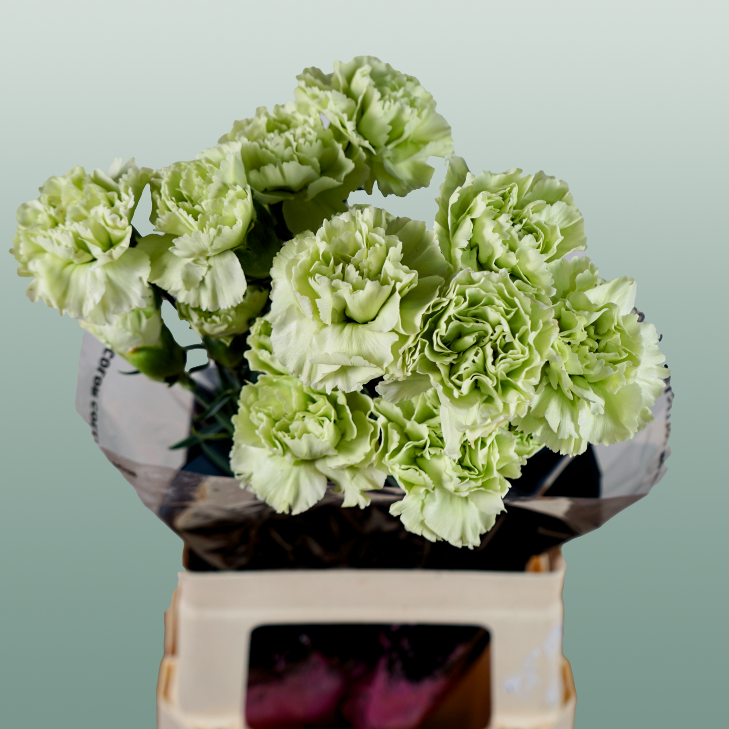 Standard Carnation - Dianthus - Goblin