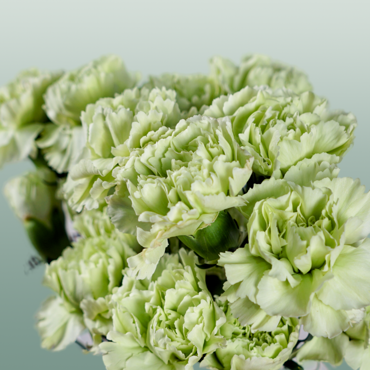 Standard Carnation - Dianthus - Goblin
