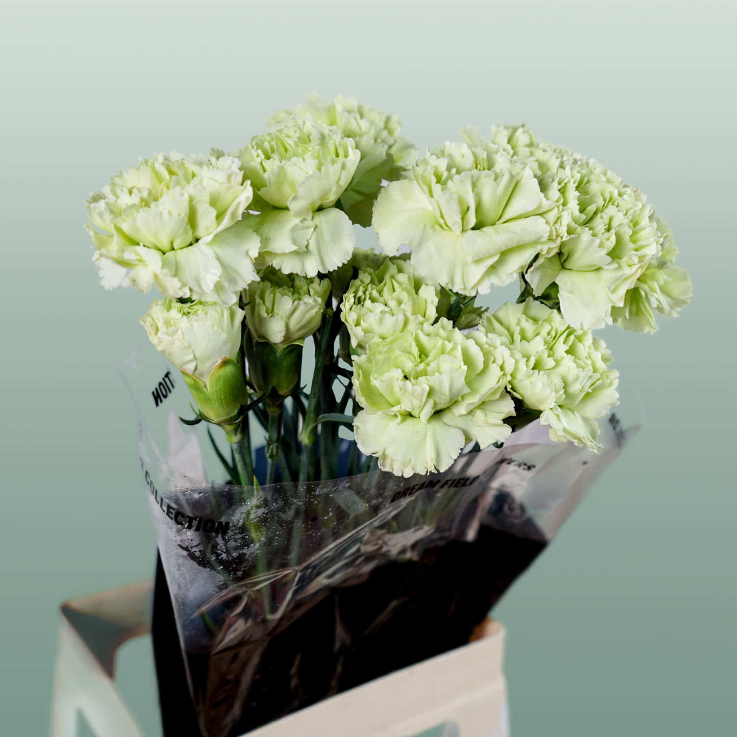 Standard Carnation - Dianthus - Goblin