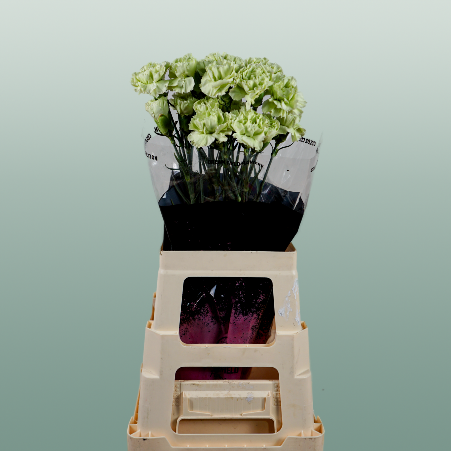 Standard Carnation - Dianthus - Goblin