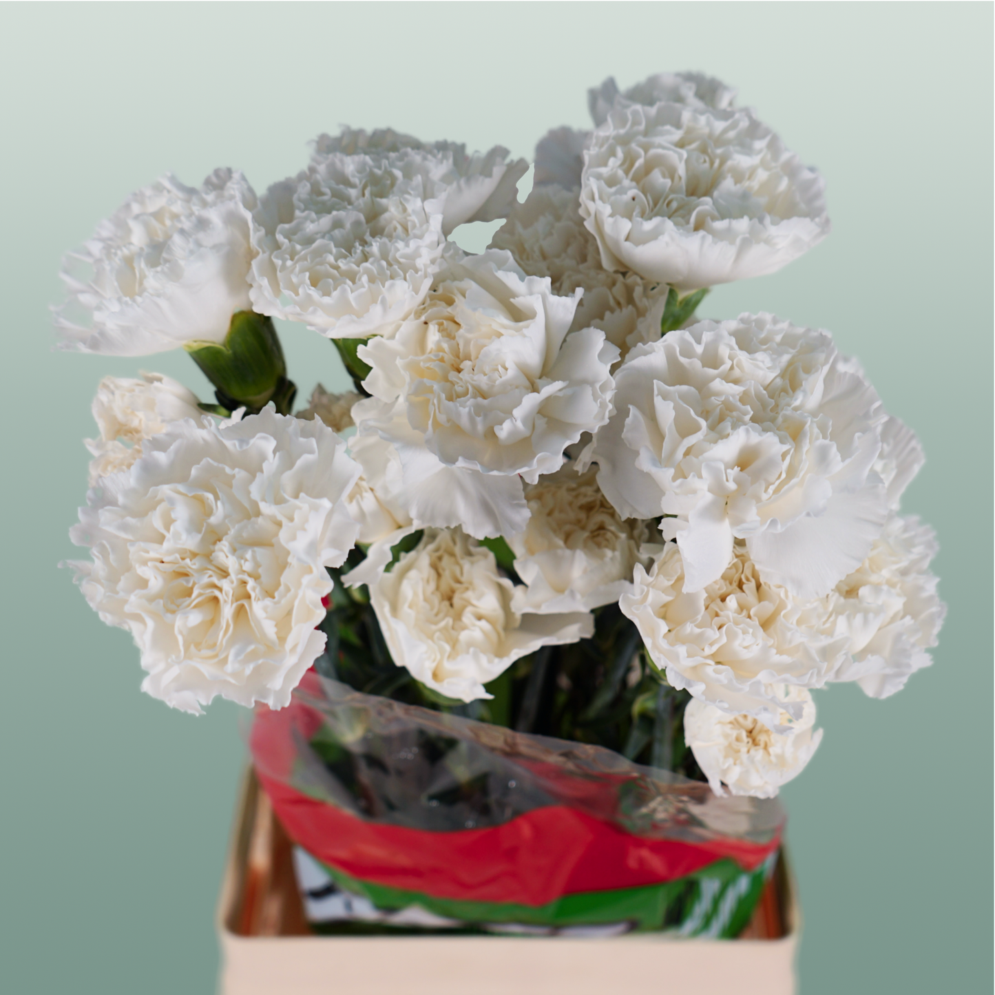 Standard Carnation - Dianthus - Moonlight