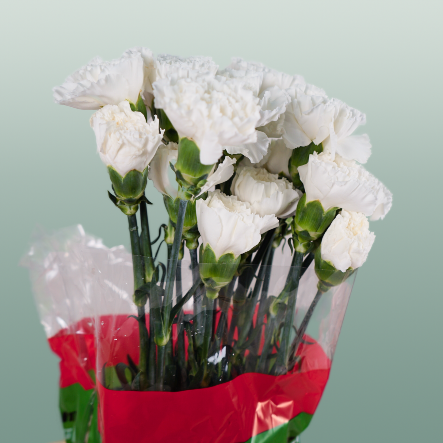 Standard Carnation - Dianthus - Moonlight
