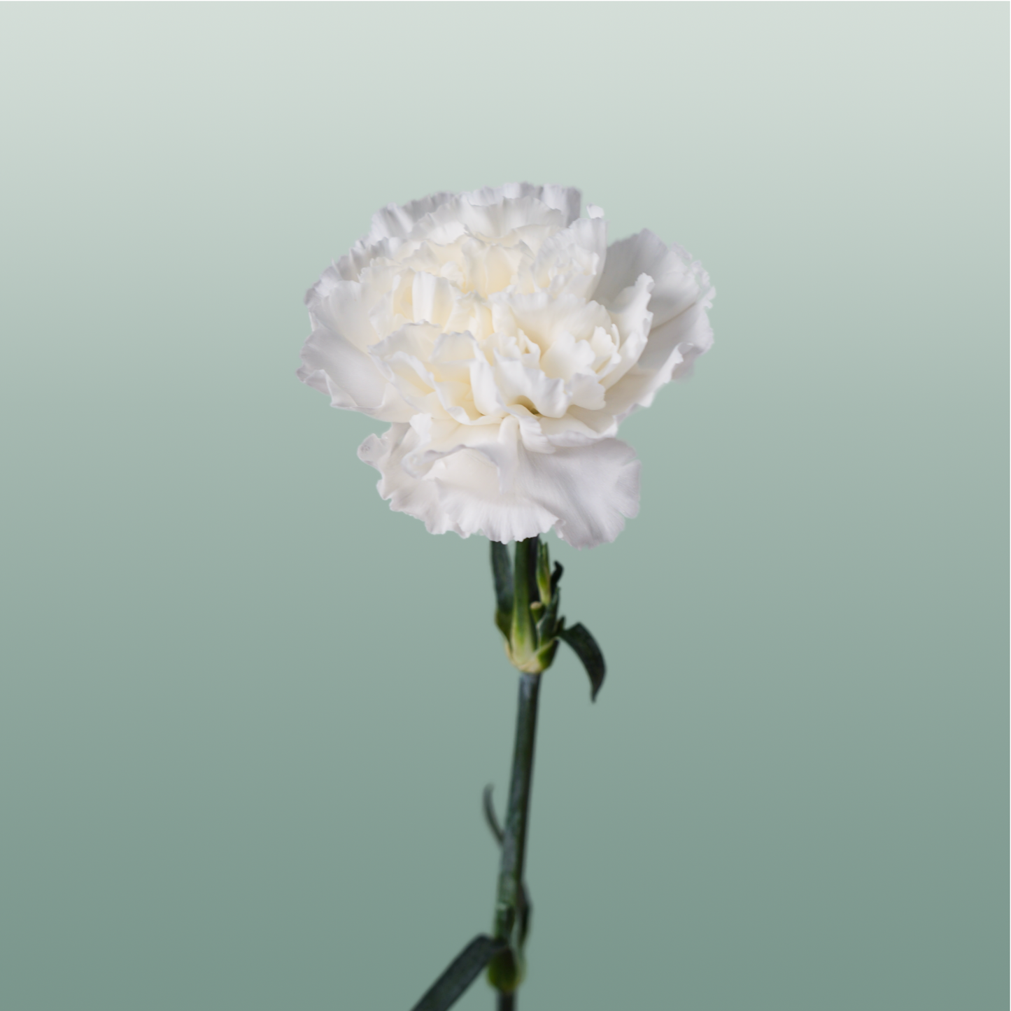 Standard Carnation - Dianthus - Moonlight