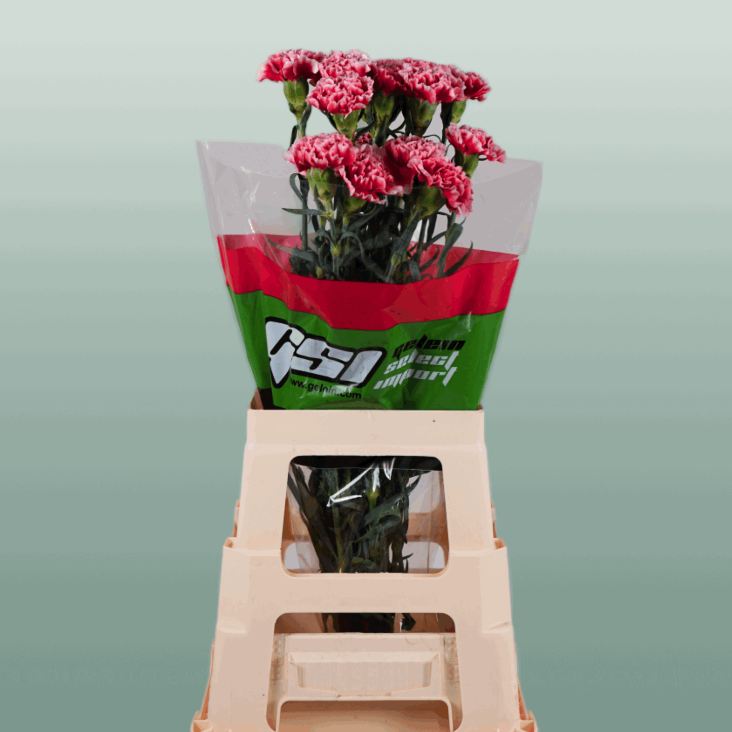Standard Carnation - Dianthus - Cheerio