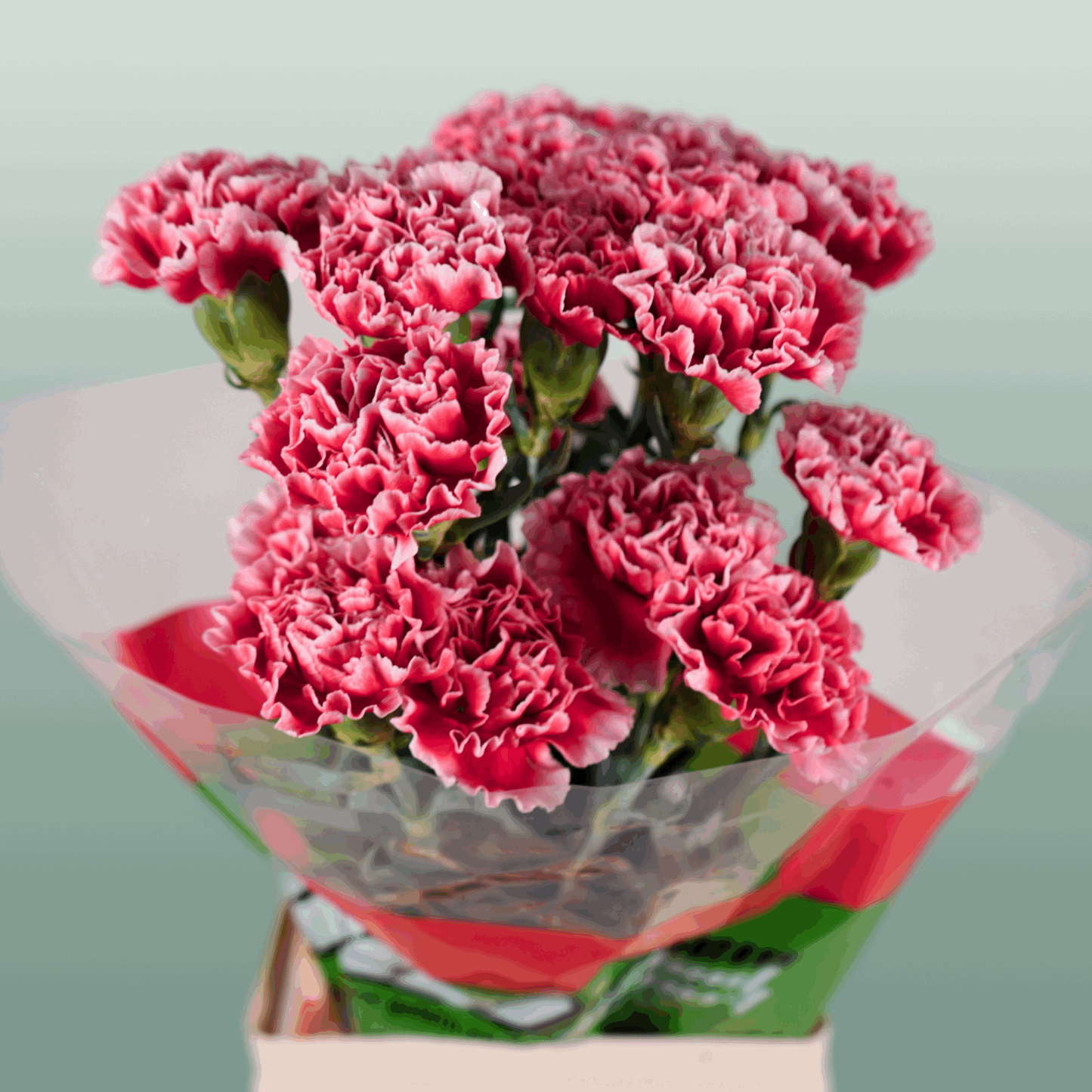 Standard Carnation - Dianthus - Cheerio