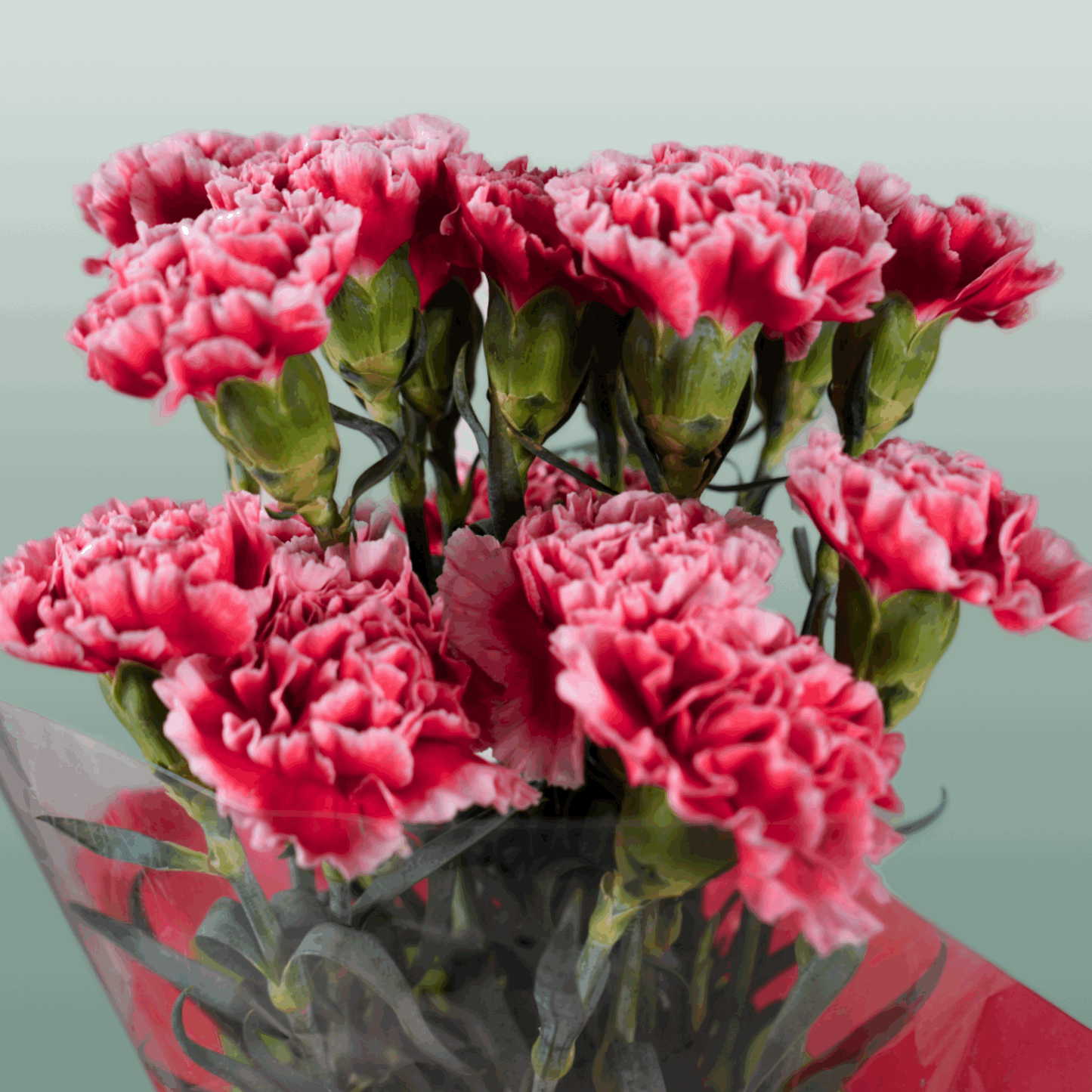 Standard Carnation - Dianthus - Cheerio