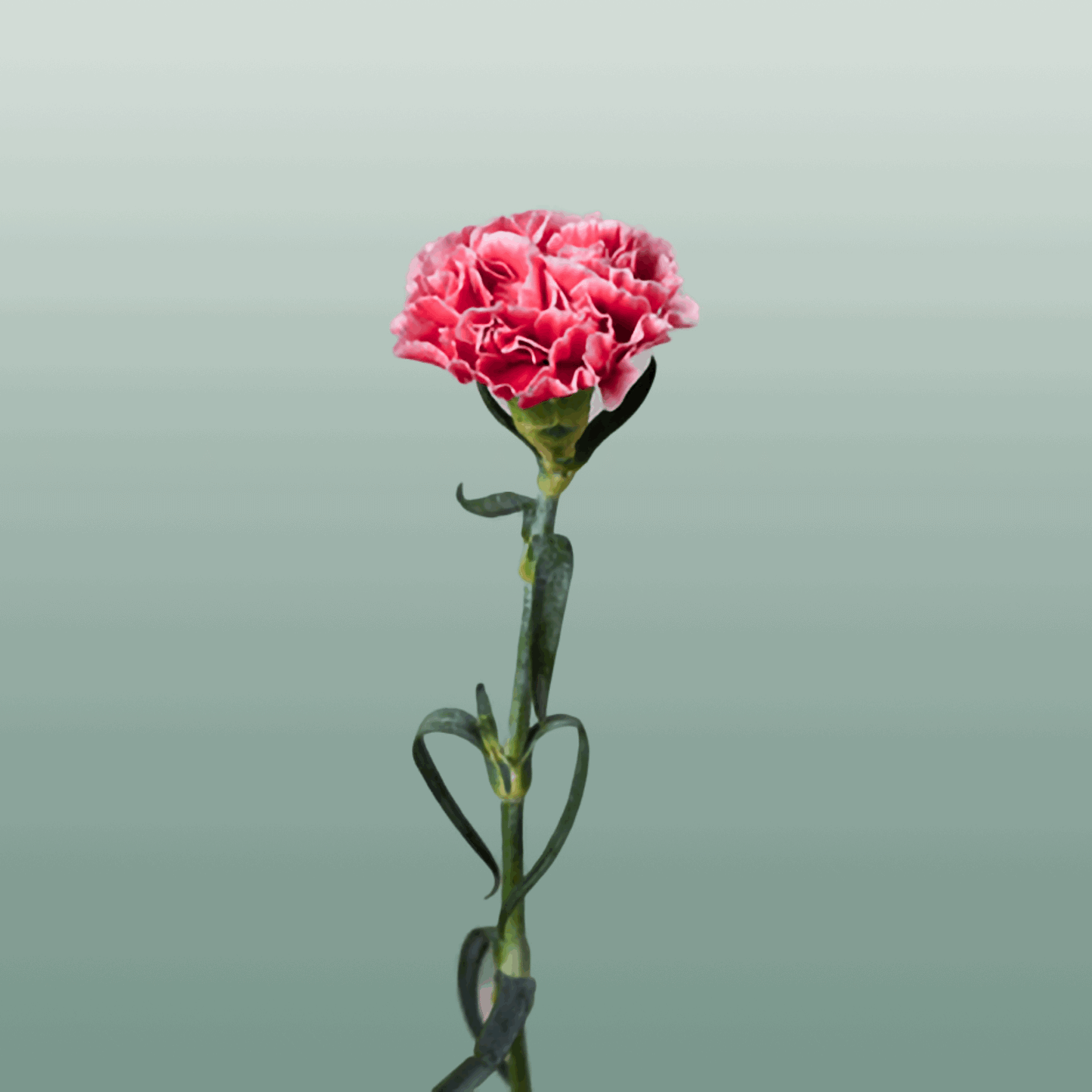 Standard Carnation - Dianthus - Cheerio