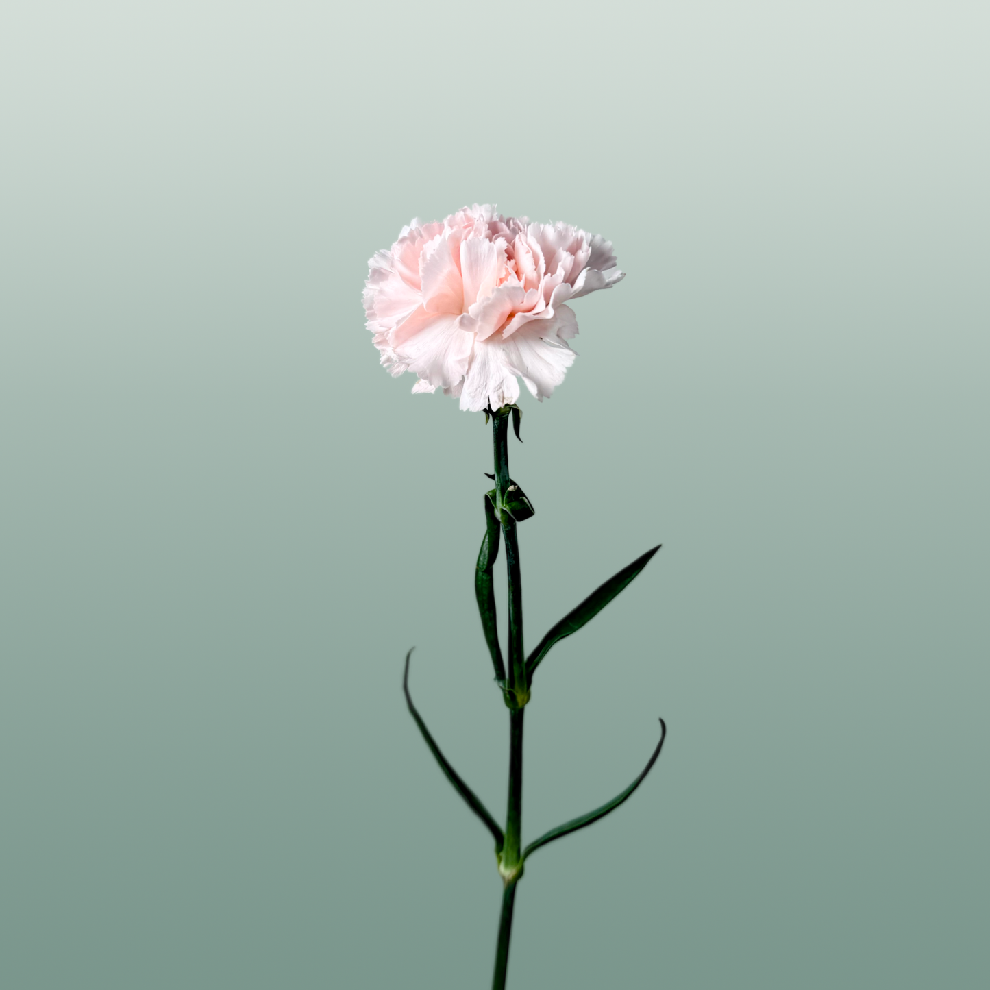 Carnation - Dianthus - Overig
