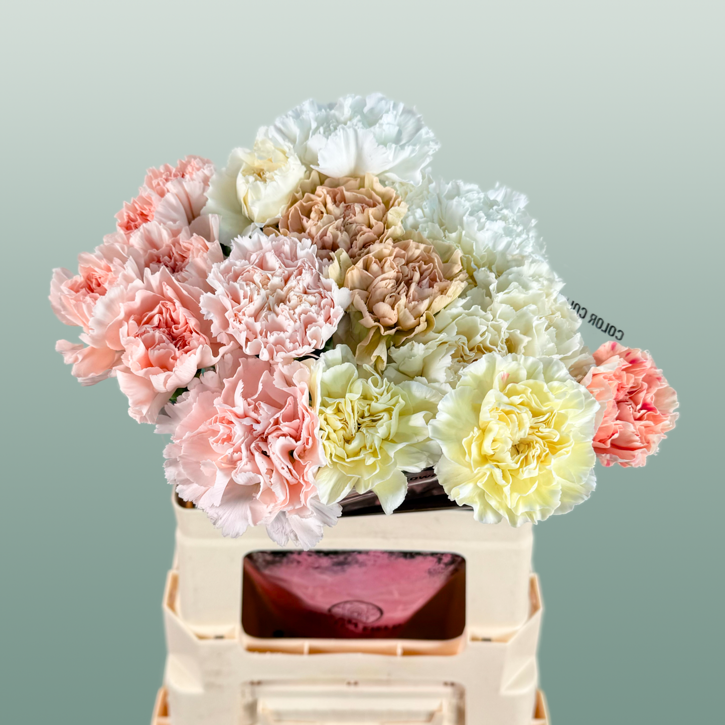 Carnation - Dianthus - Overig