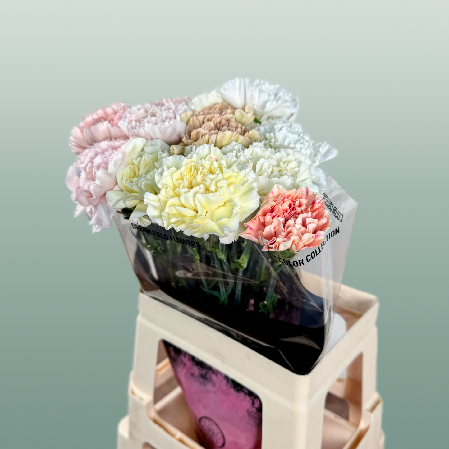 Carnation - Dianthus - Overig