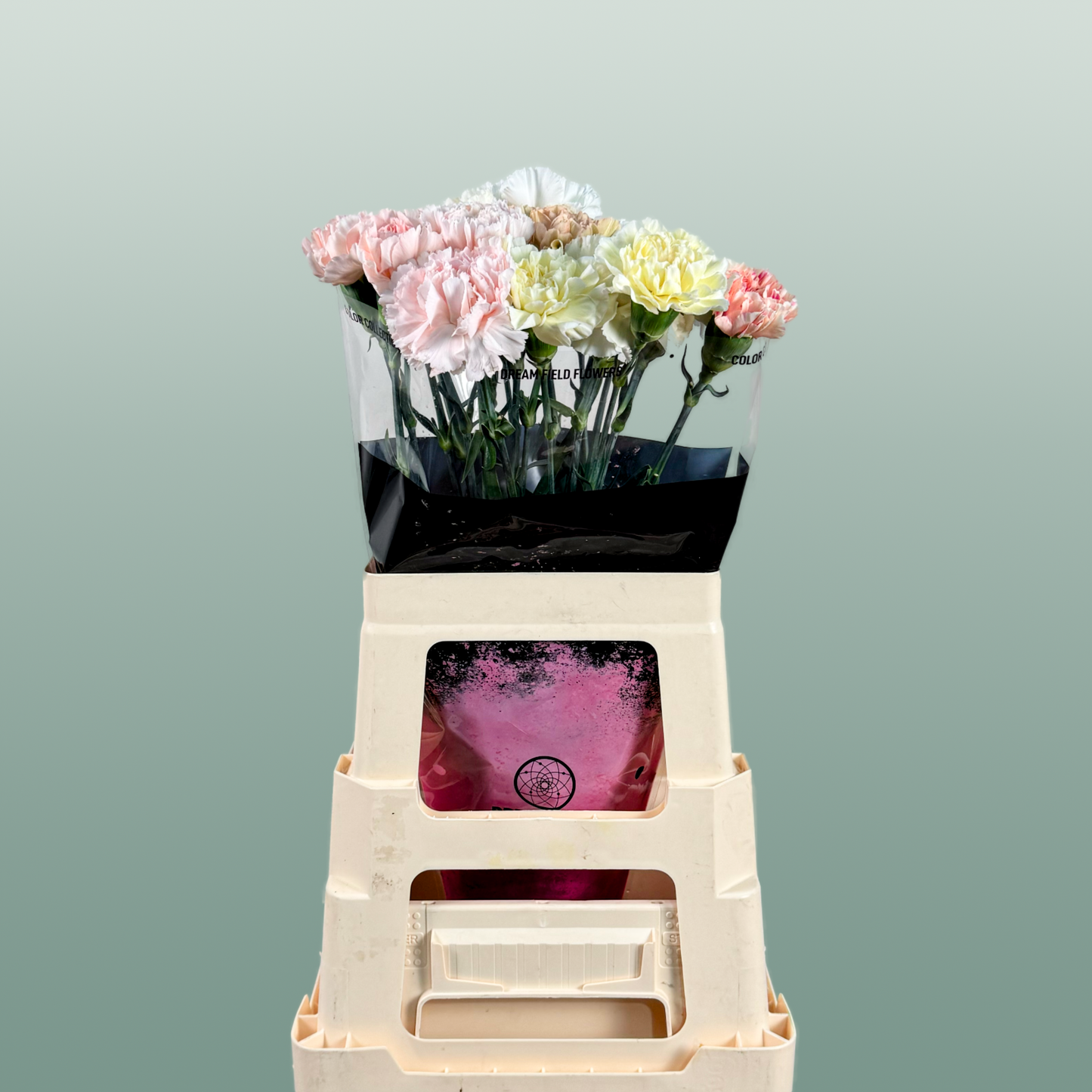 Carnation - Dianthus - Overig
