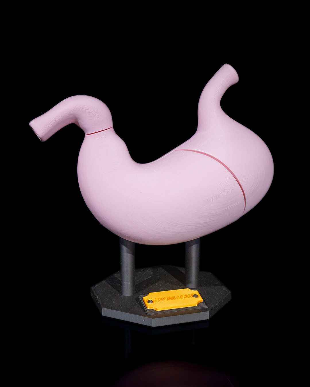 Stomach Anatomical educational model