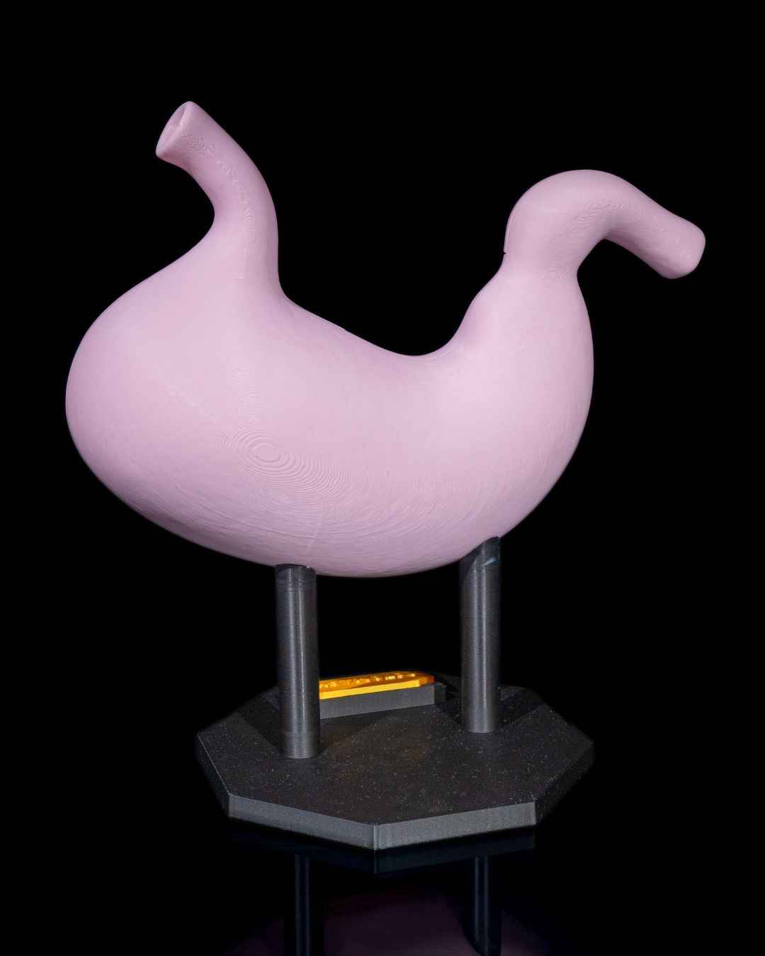 Stomach Anatomical educational model