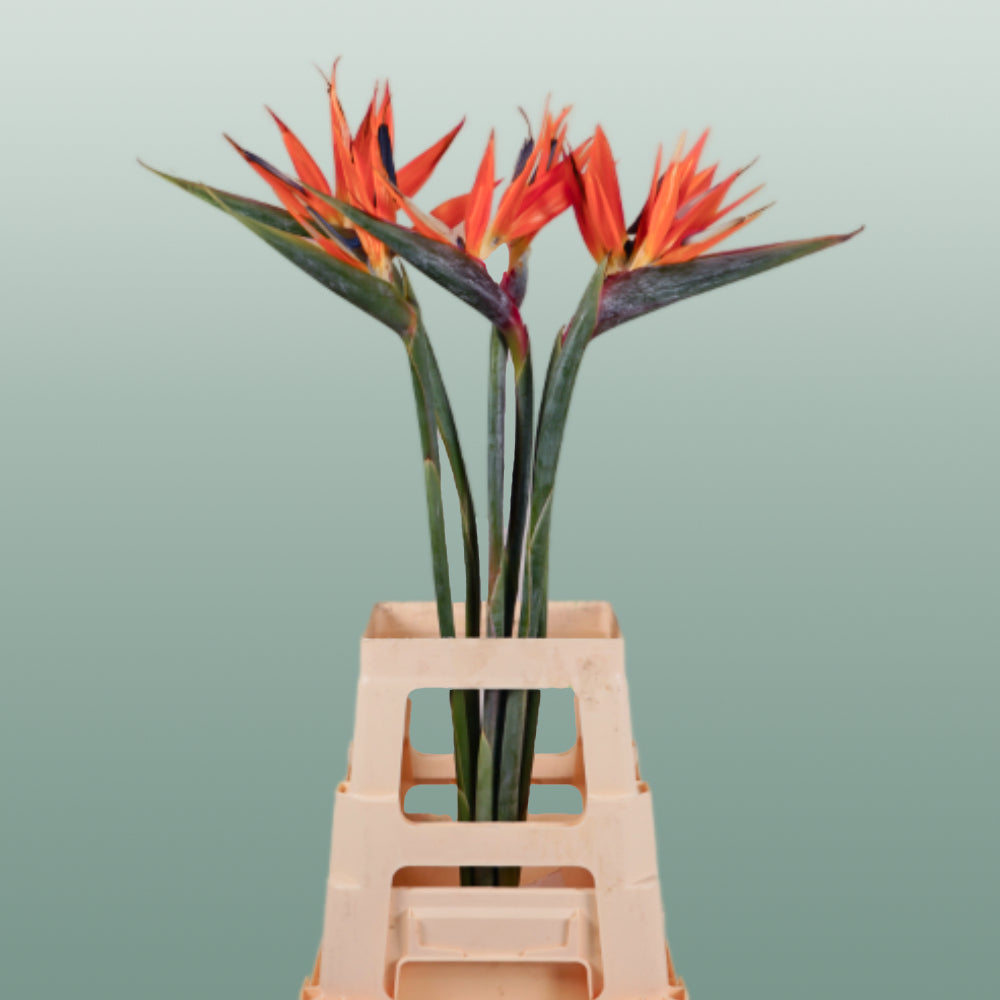 Bird of Paradise (Strelitzia reginae) – 60cm Orange Stems