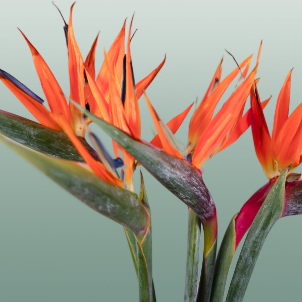 Bird of Paradise (Strelitzia reginae) – 60cm Orange Stems