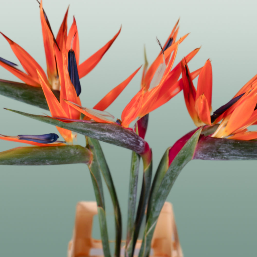 Bird of Paradise (Strelitzia reginae) – 60cm Orange Stems