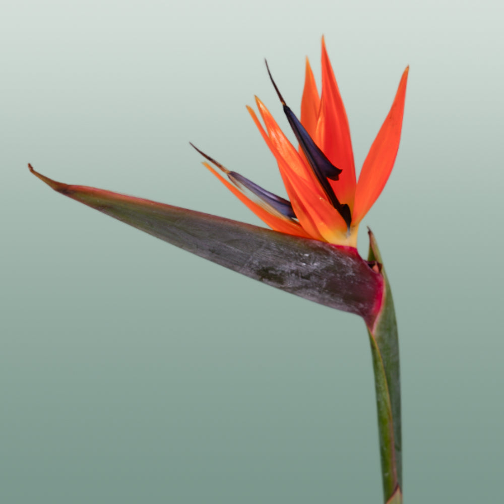 Bird of Paradise (Strelitzia reginae) – 60cm Orange Stems