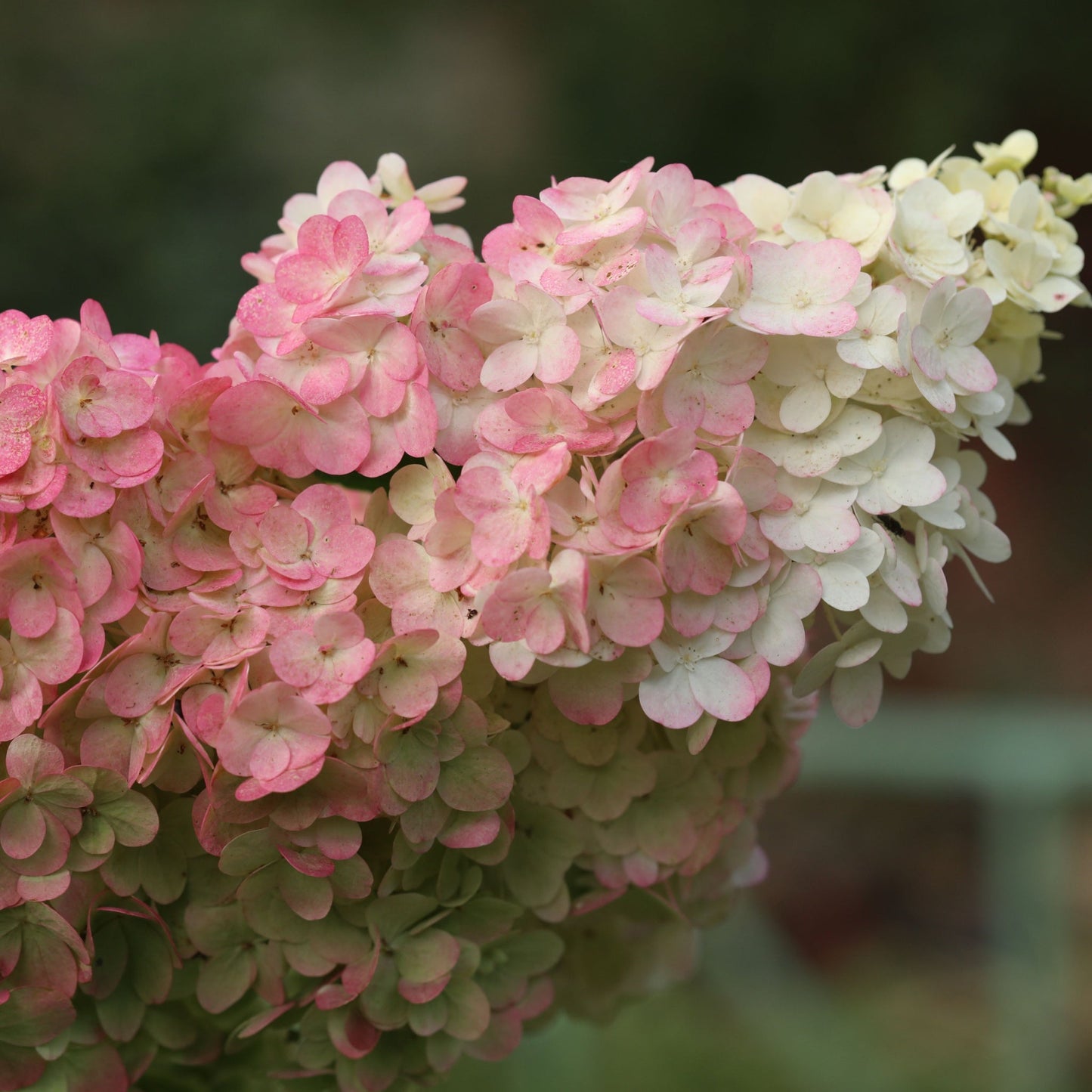 Patio Hydrangea paniculata 'Sundae Fraise€™ Tree 5L 120-130cm