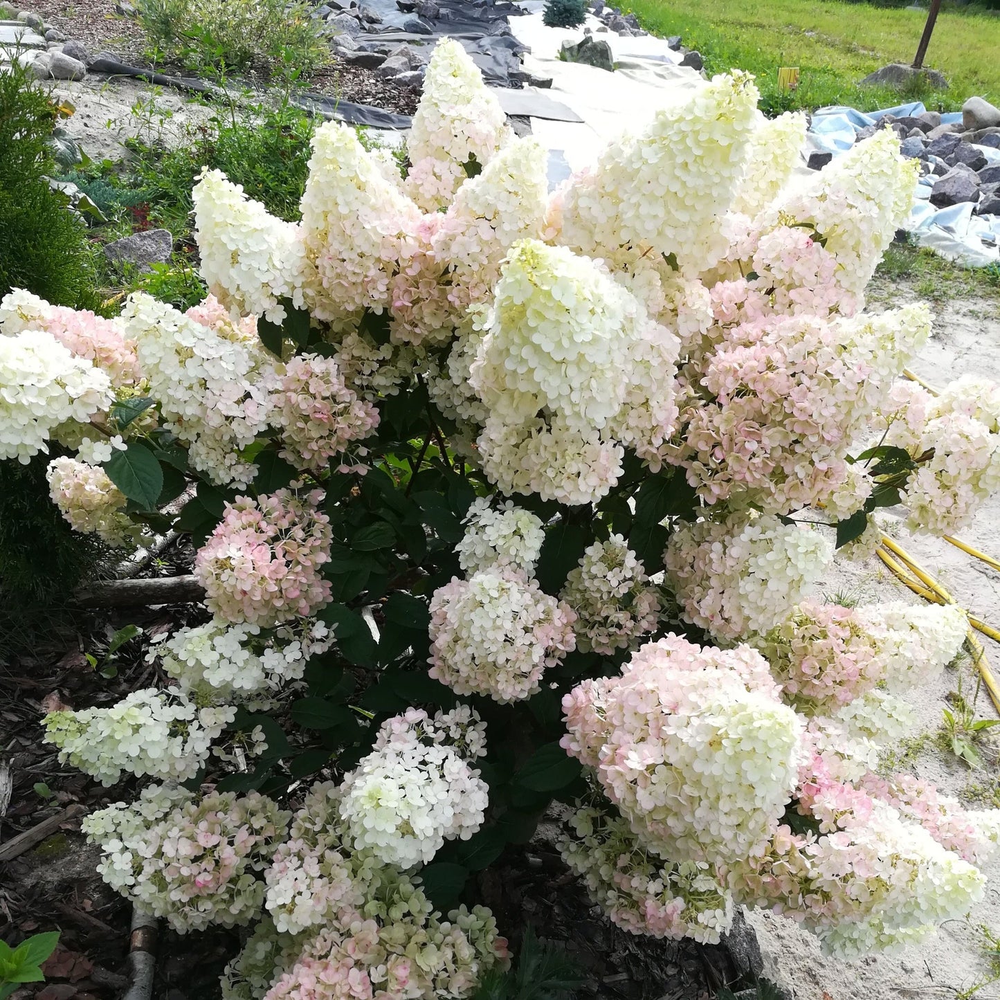 Patio Hydrangea paniculata 'Sundae Fraise€™ Tree 5L 120-130cm