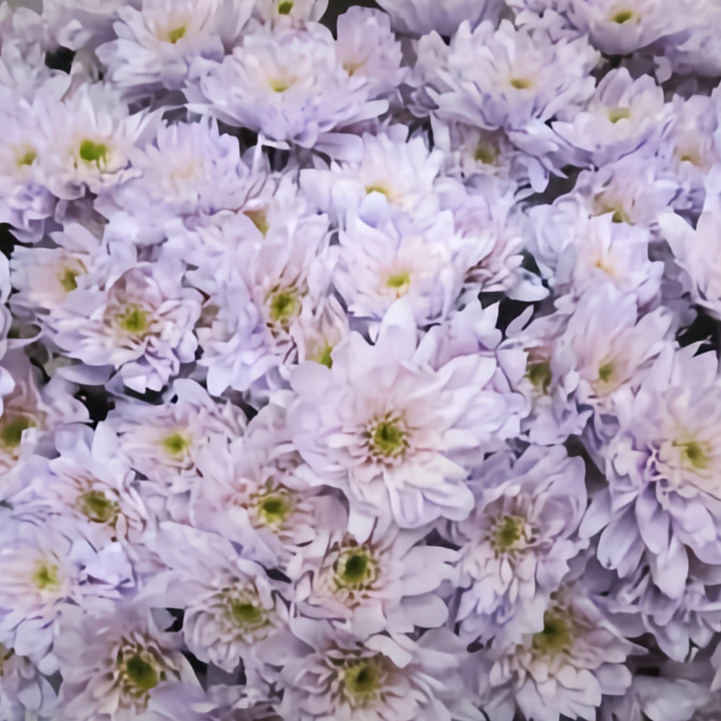 Chrysanthemum Spray Dyed Euro Sweet Milka