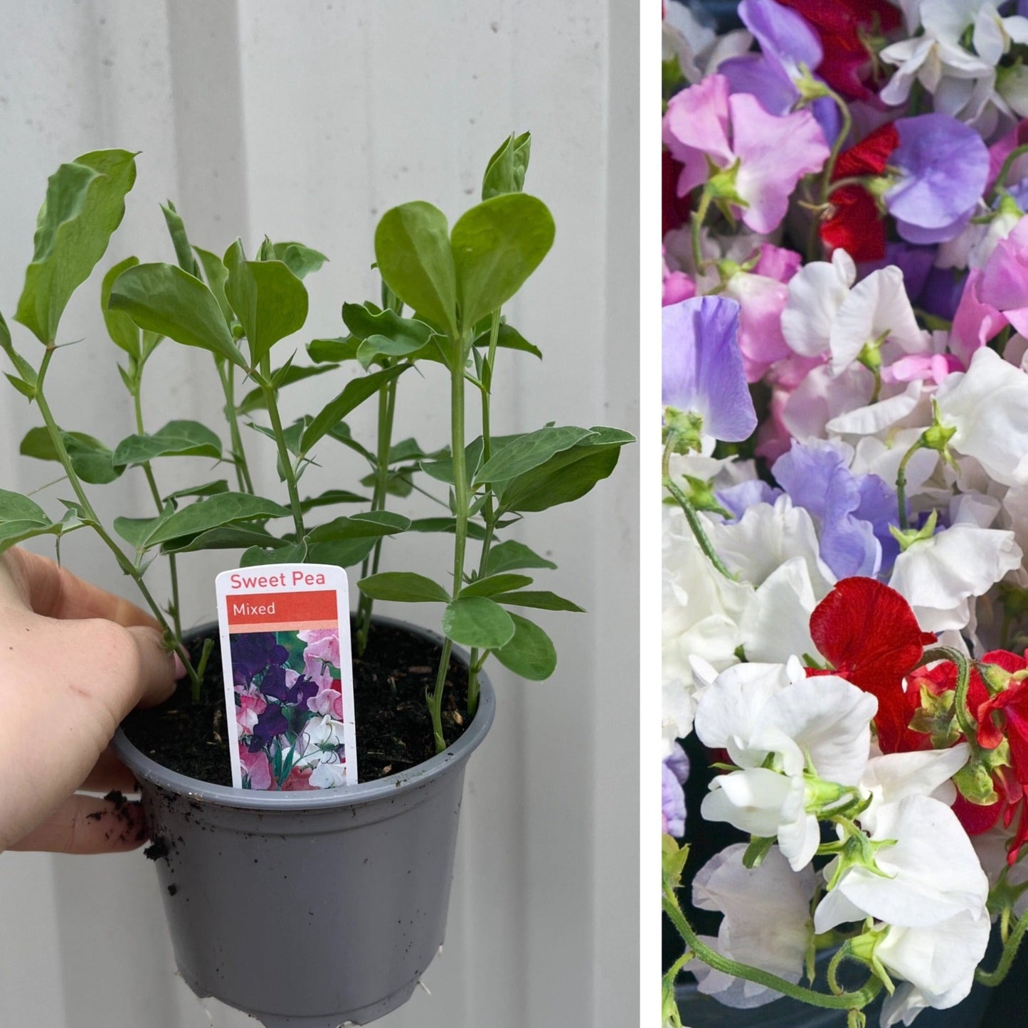 3 x 9cm Pots of Mixed Sweet Peas