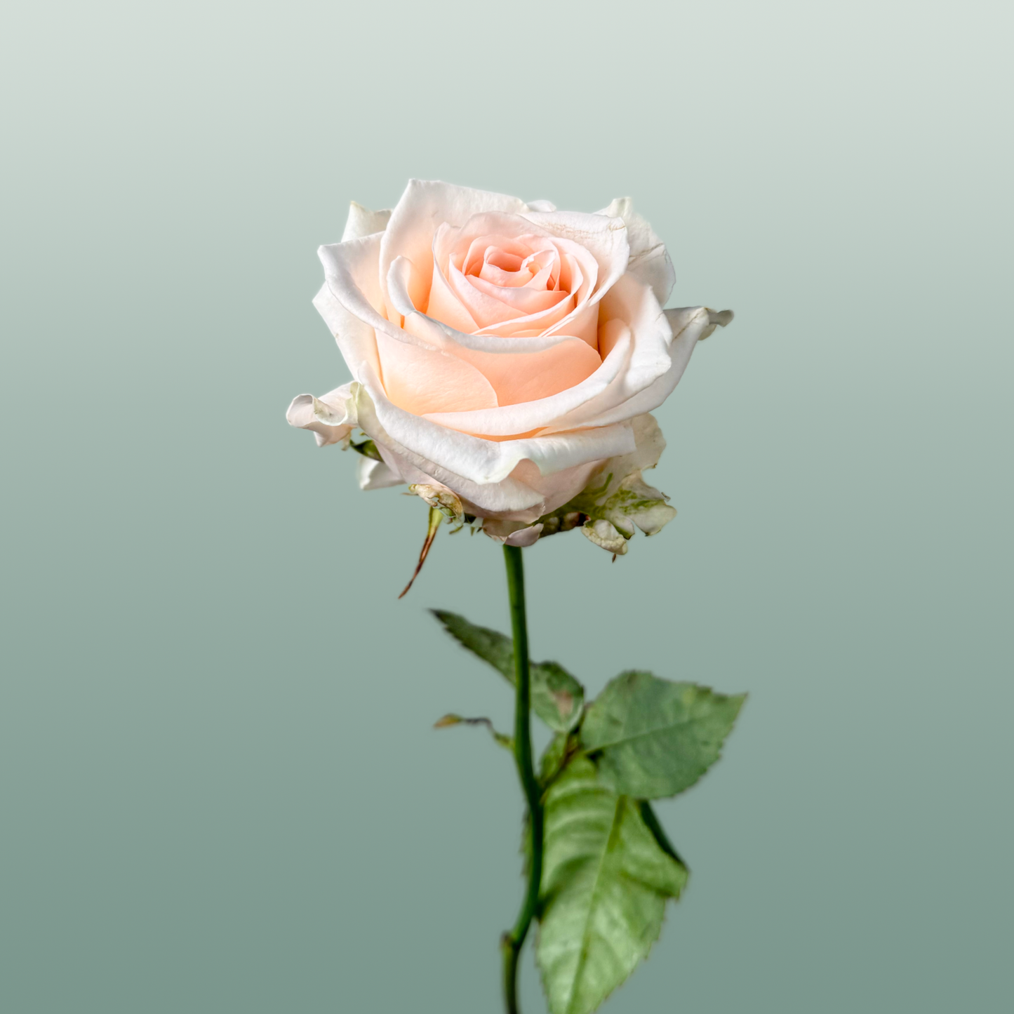 Rose - Rosa - Sweet Caroline