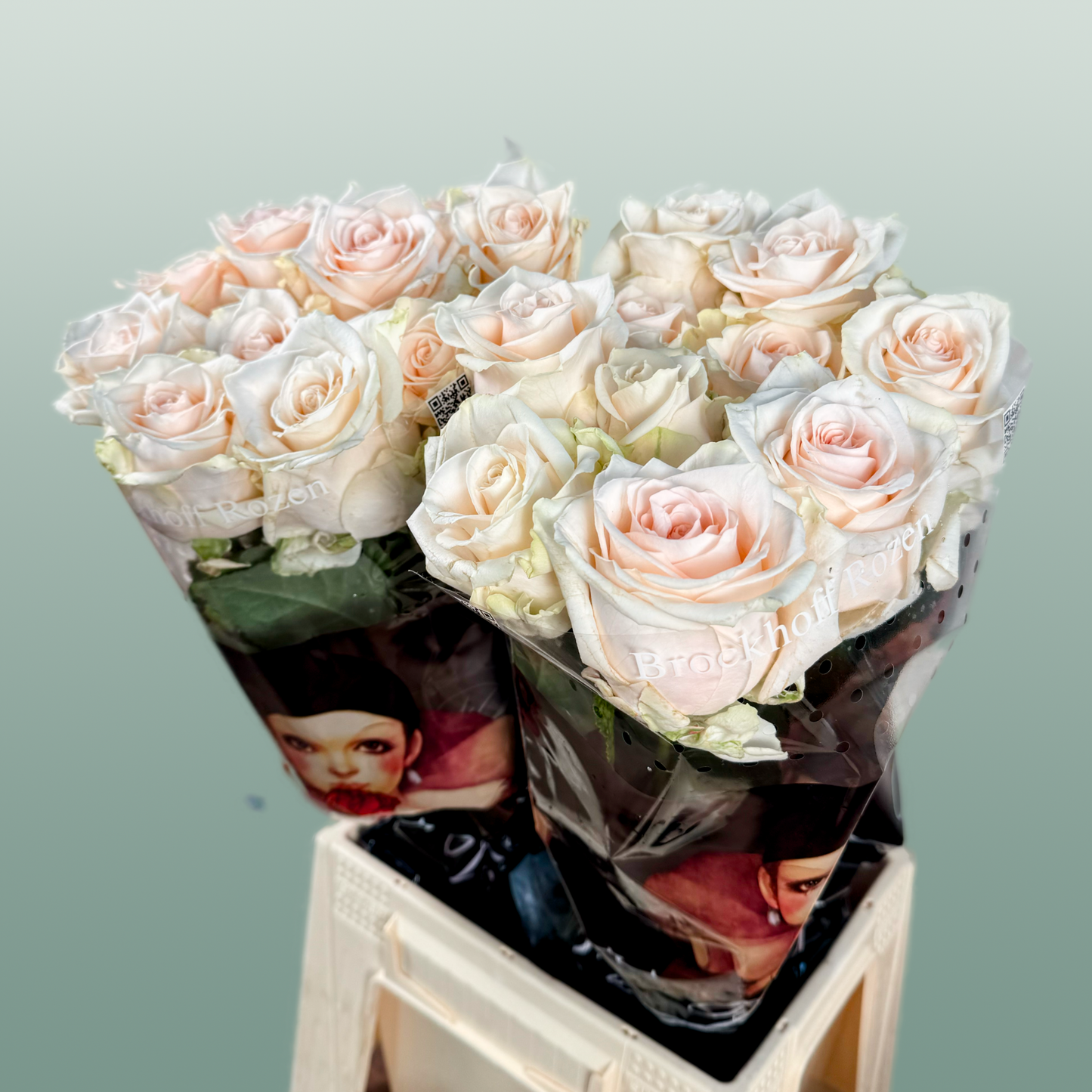 Rose - Rosa - Sweet Caroline