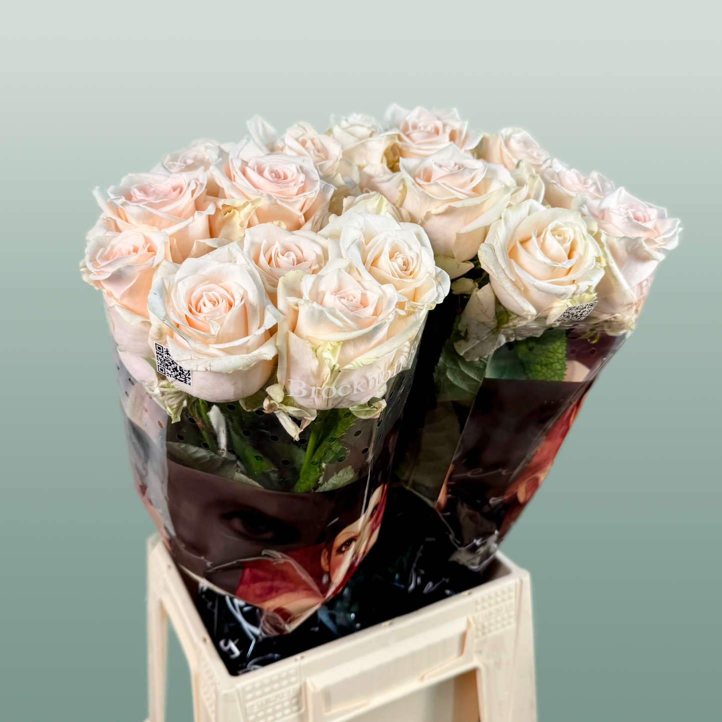 Rose - Rosa - Sweet Caroline