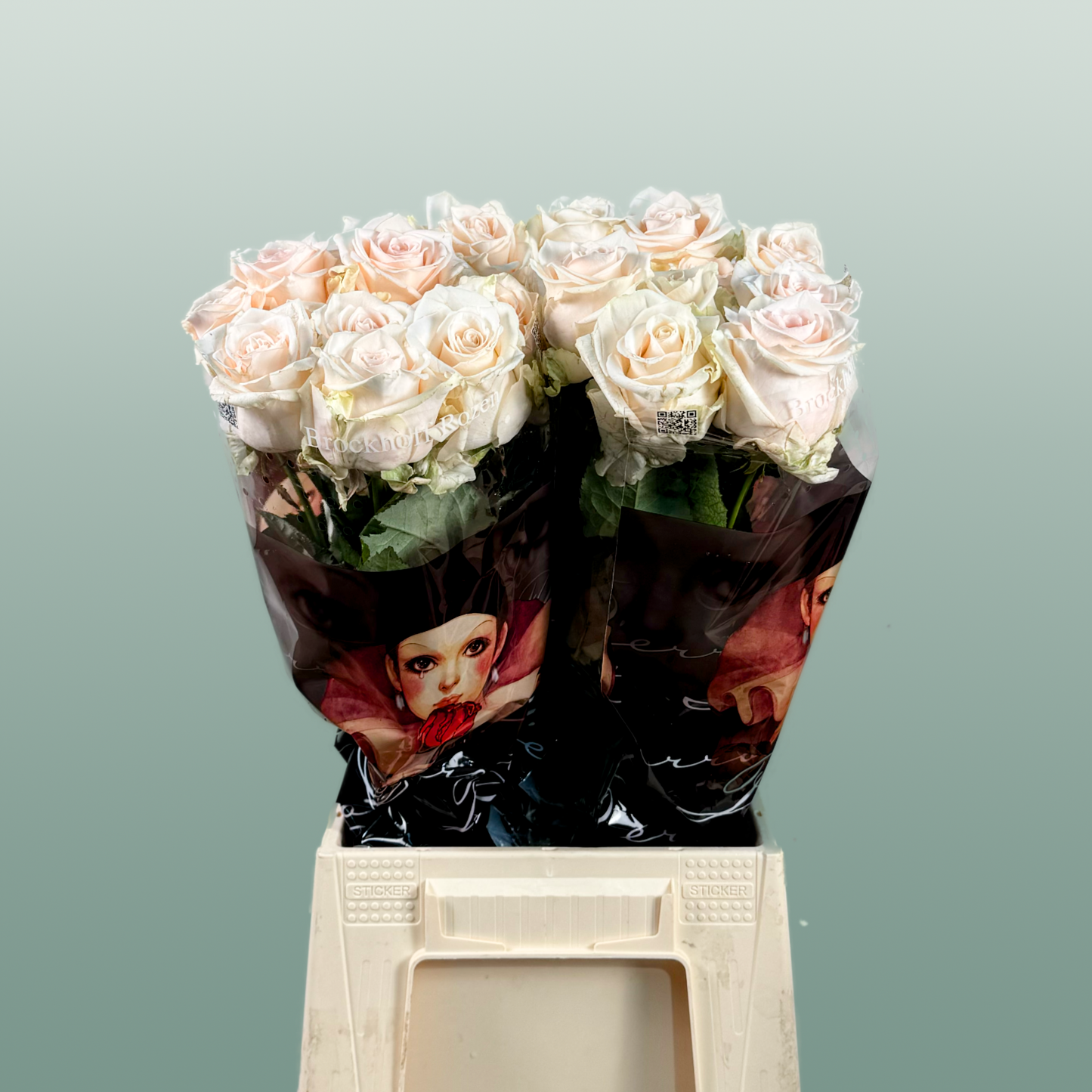 Rose - Rosa - Sweet Caroline