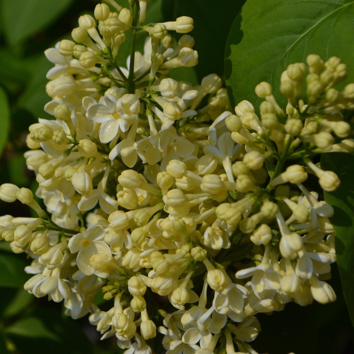 Syringa vulgaris (Lost Label) 5L