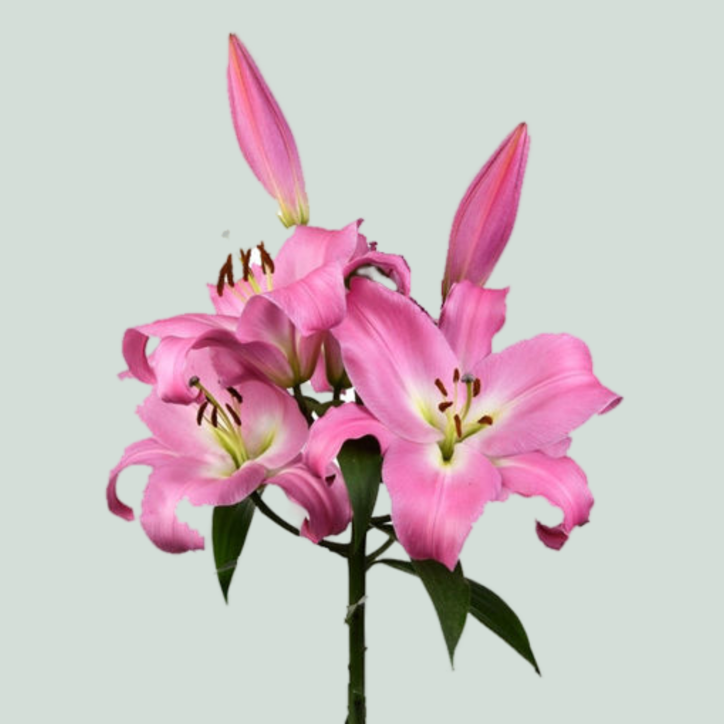 Lily - Lilium - Tabledance
