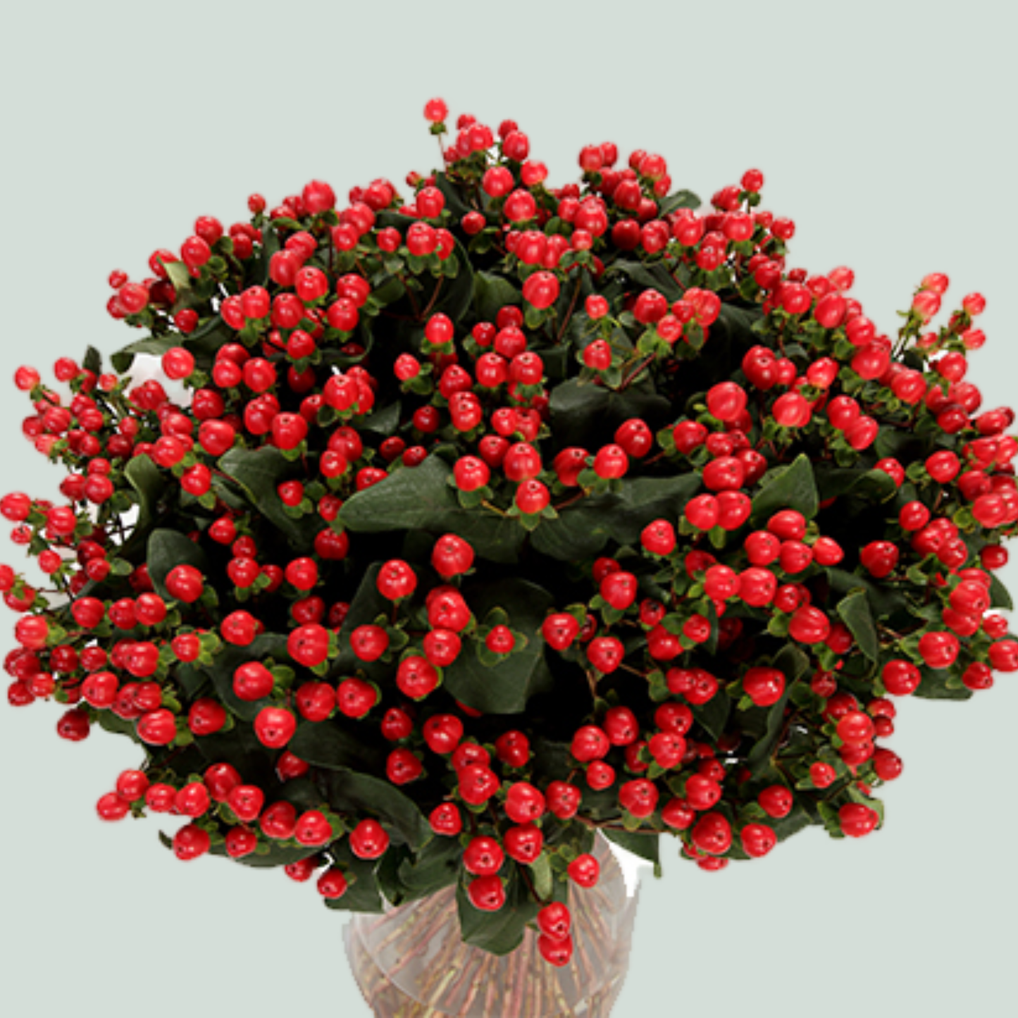 Red Hypericum ‘Alltango’ – 50cm Stems