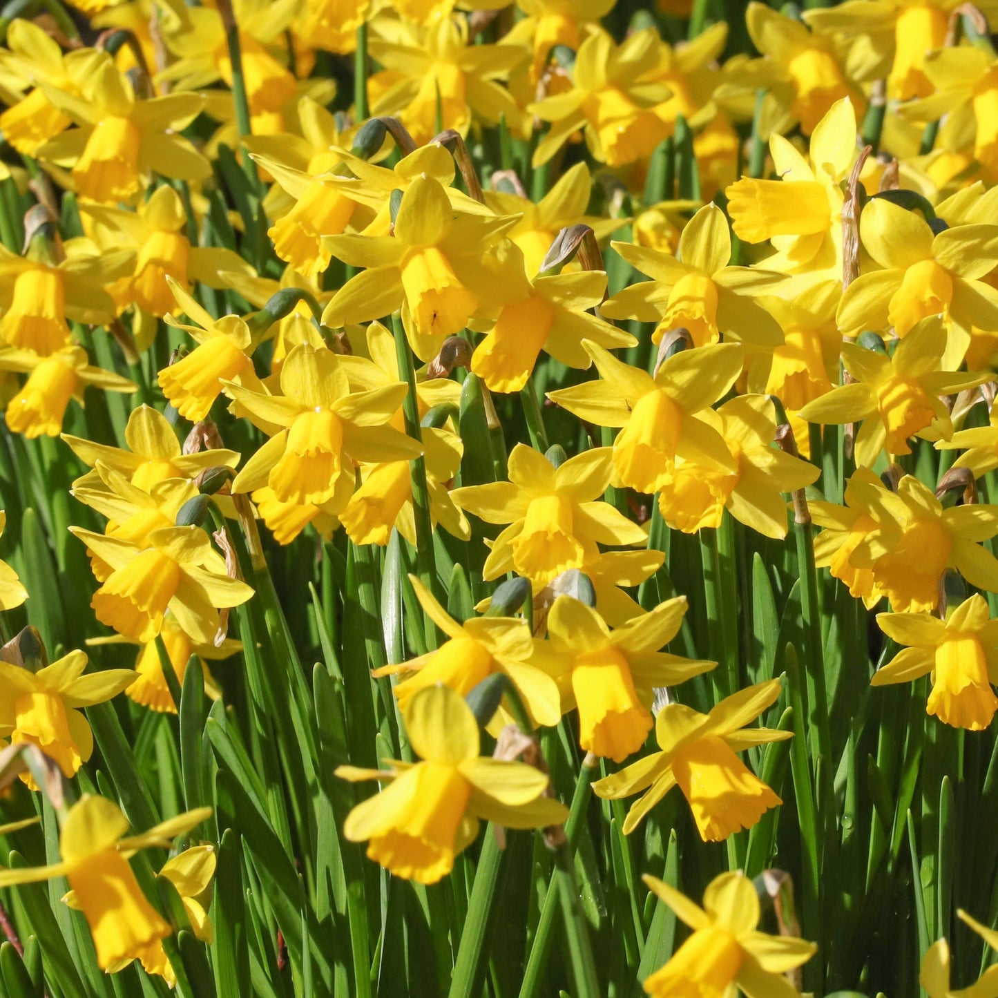 Narcissus 'TÃªte-Ã -tÃªte' - Dwarf Scented Daffodil (8/16 Bulbs)