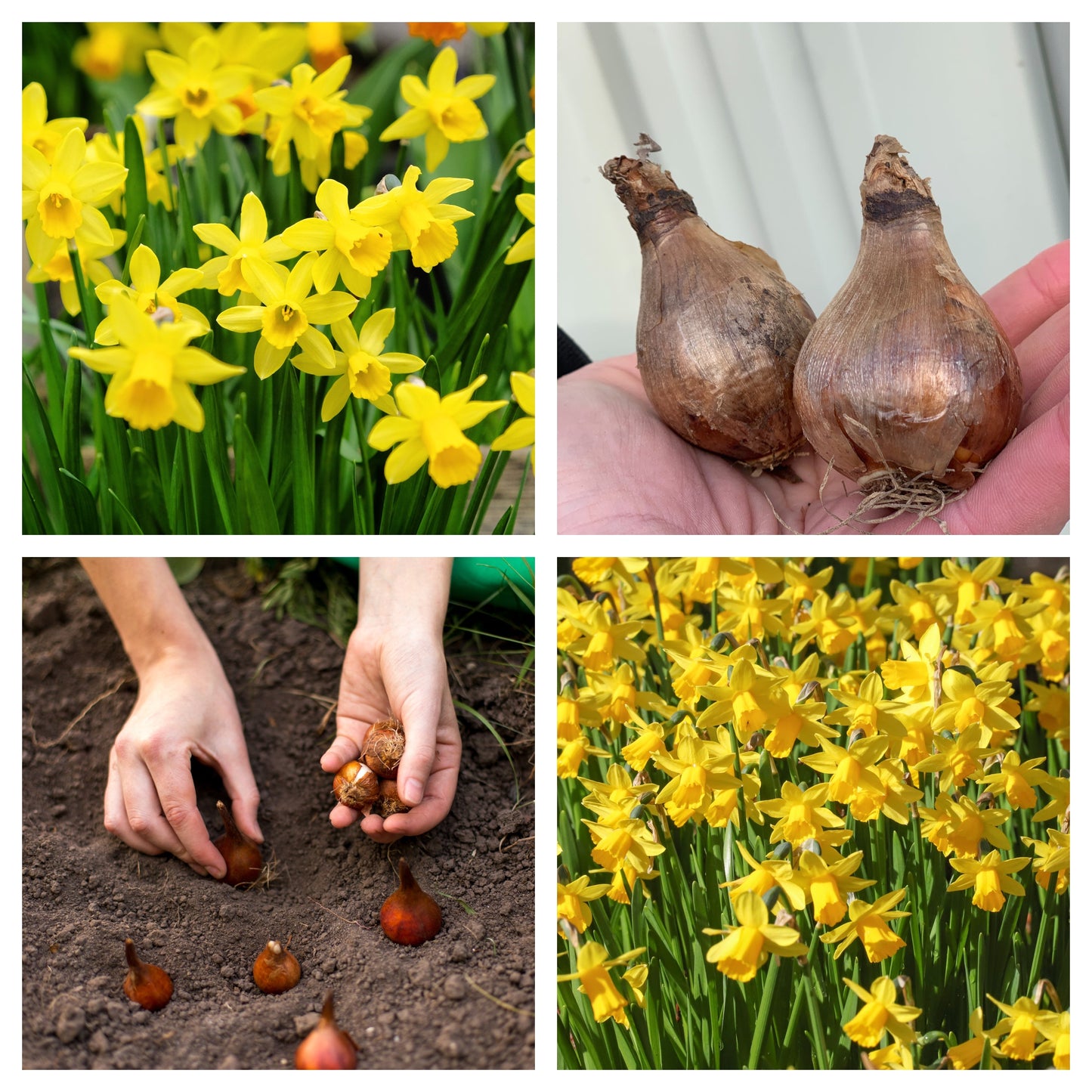 Tete a Tete Daffodil bulbs
