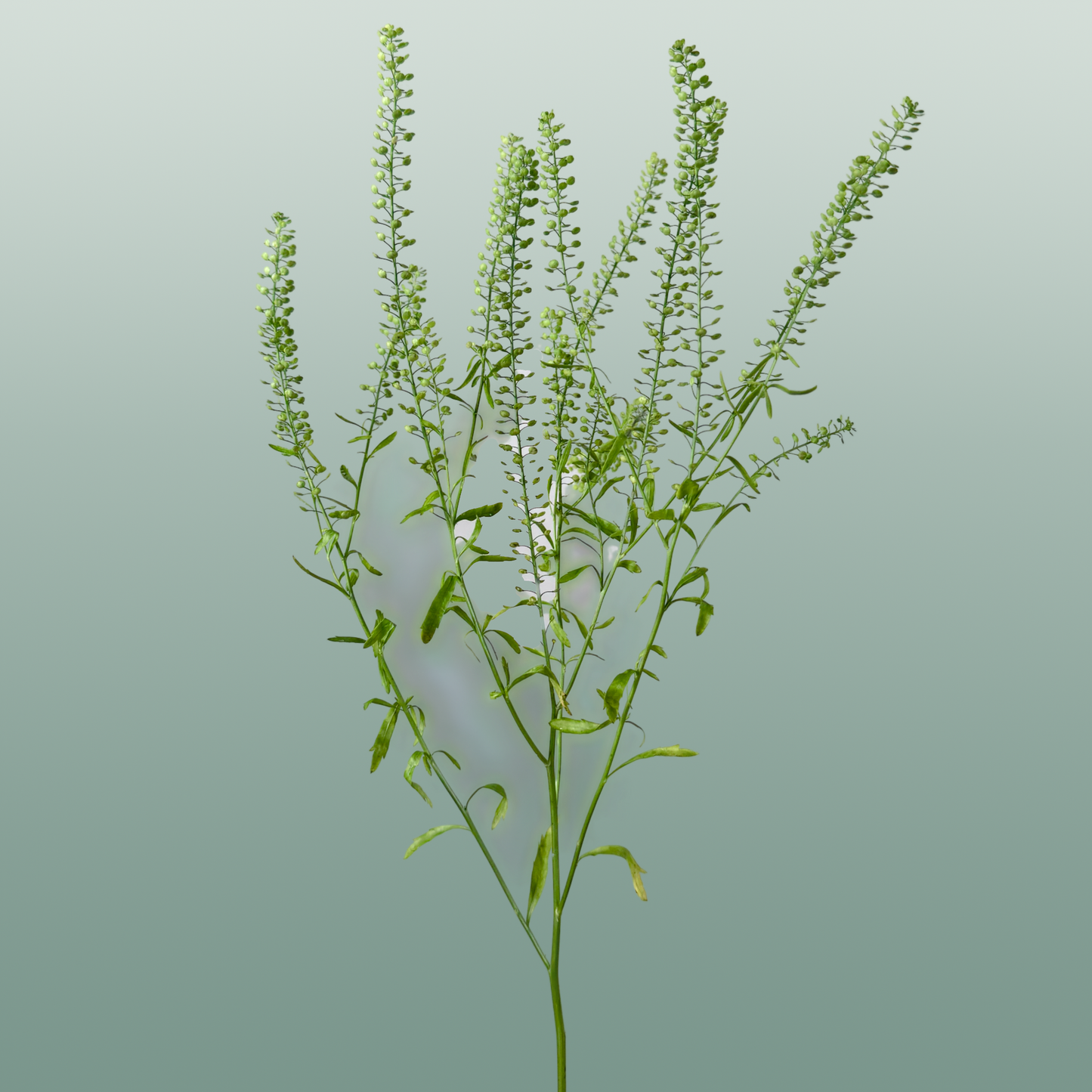 Lepidium Green Bell Thlaspi