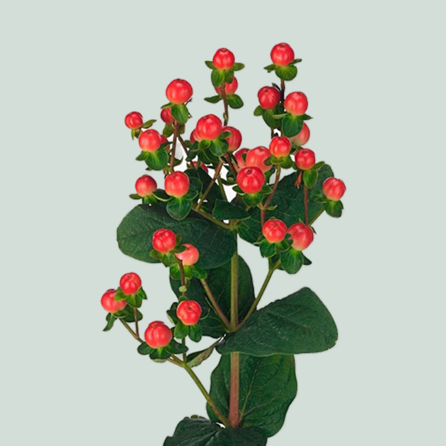Red Hypericum ‘Bosatoma’ – 50cm Stems