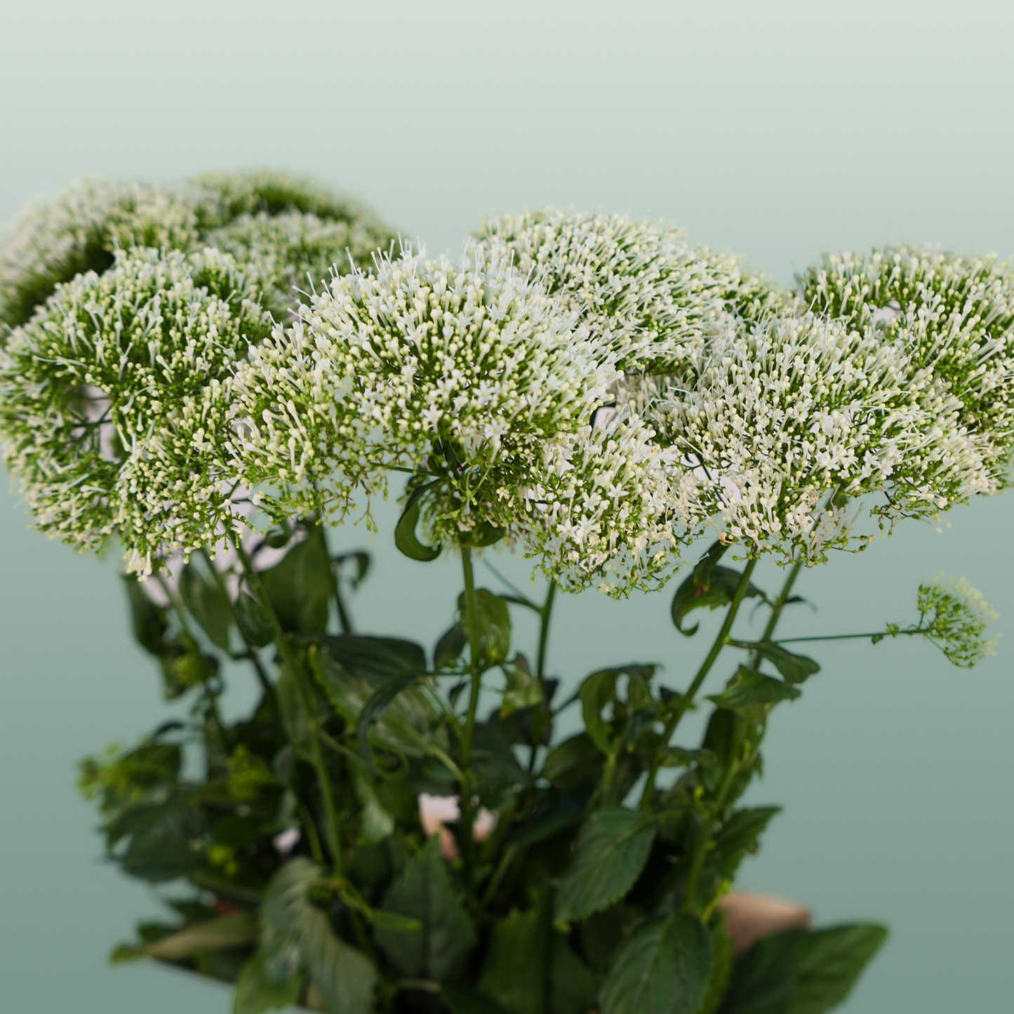 White Trachelium ‘Snowlake’ Cut Stems – 70cm