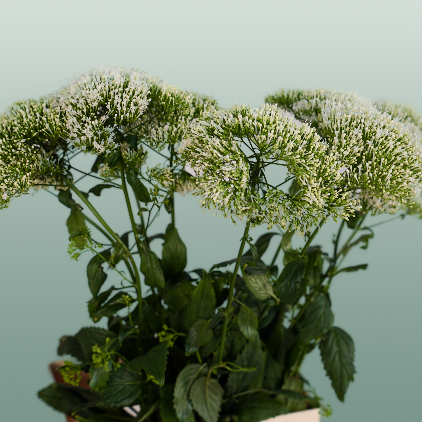 White Trachelium ‘Snowlake’ Cut Stems – 70cm