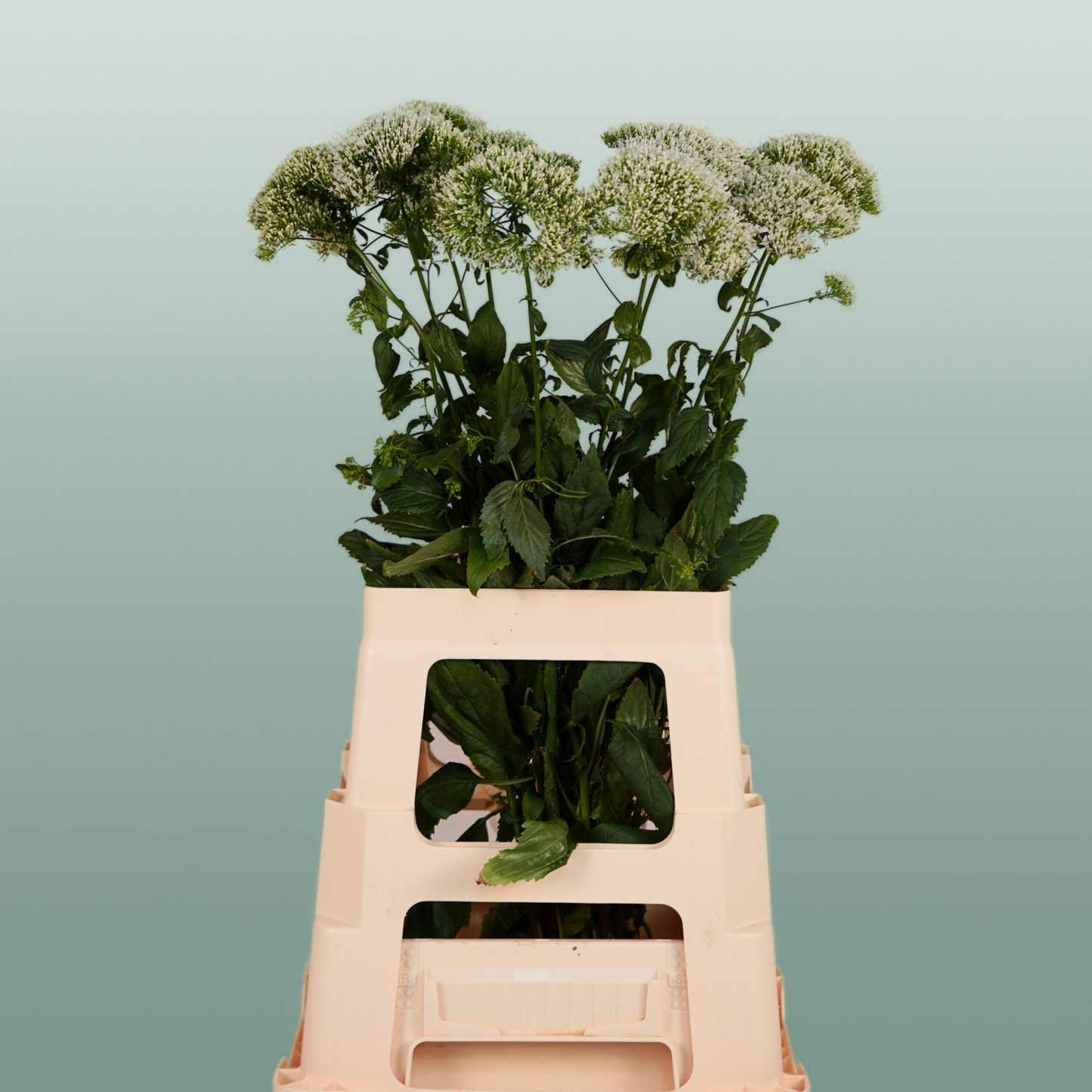 White Trachelium ‘Snowlake’ Cut Stems – 70cm