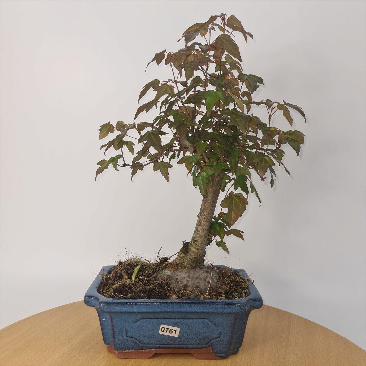 Trident Maple (Acer Buergerianum) Bonsai Tree | Informal Style | In 20cm Pot