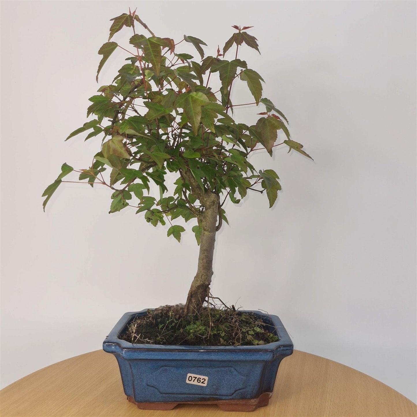 Trident Maple (Acer Buergerianum) Bonsai Tree | Informal Style | In 20cm Pot