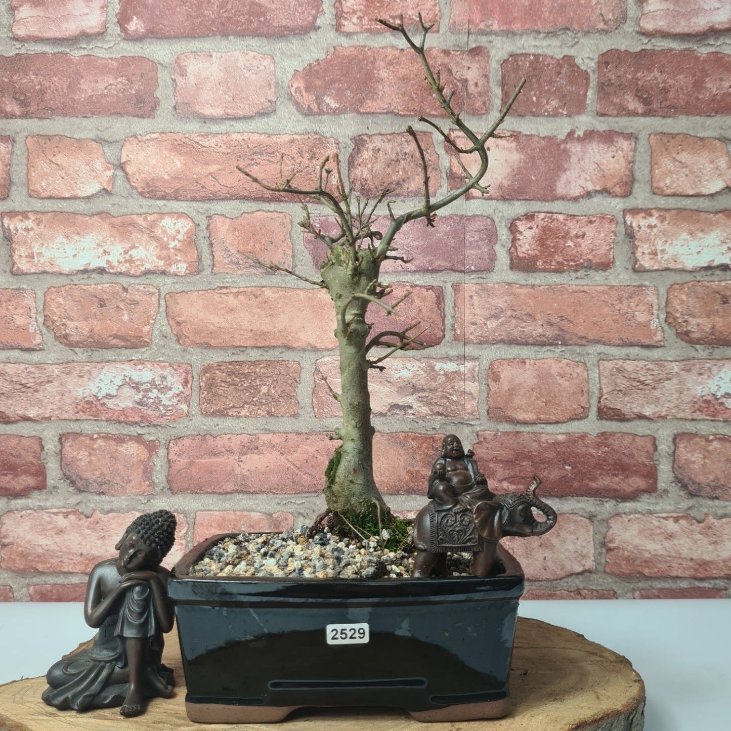 Trident Maple (Acer Buergerianum) Bonsai Tree | Informal Style | In 20cm Pot